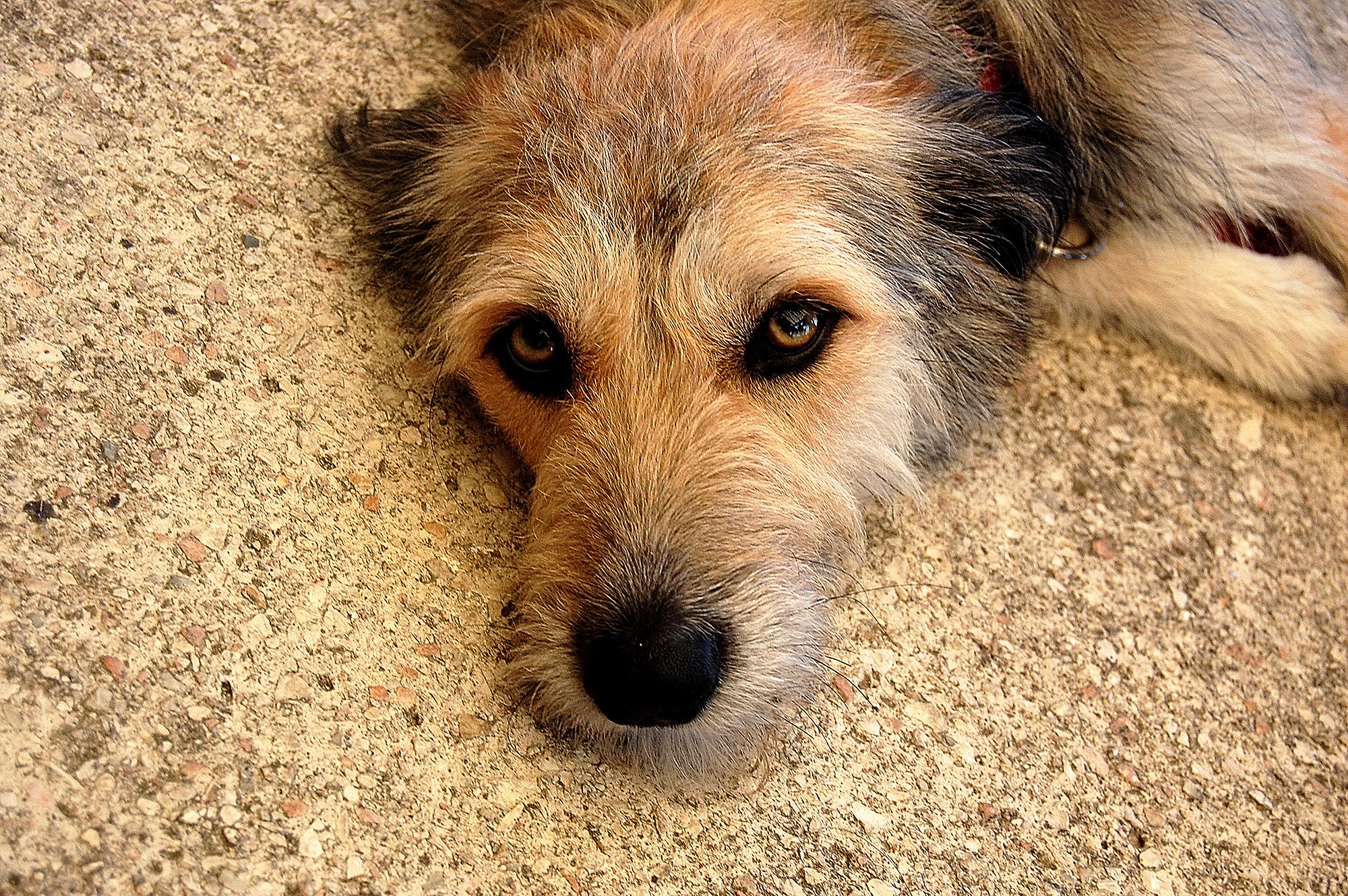 Hello. I am Trilly are not purebred but very affectionate