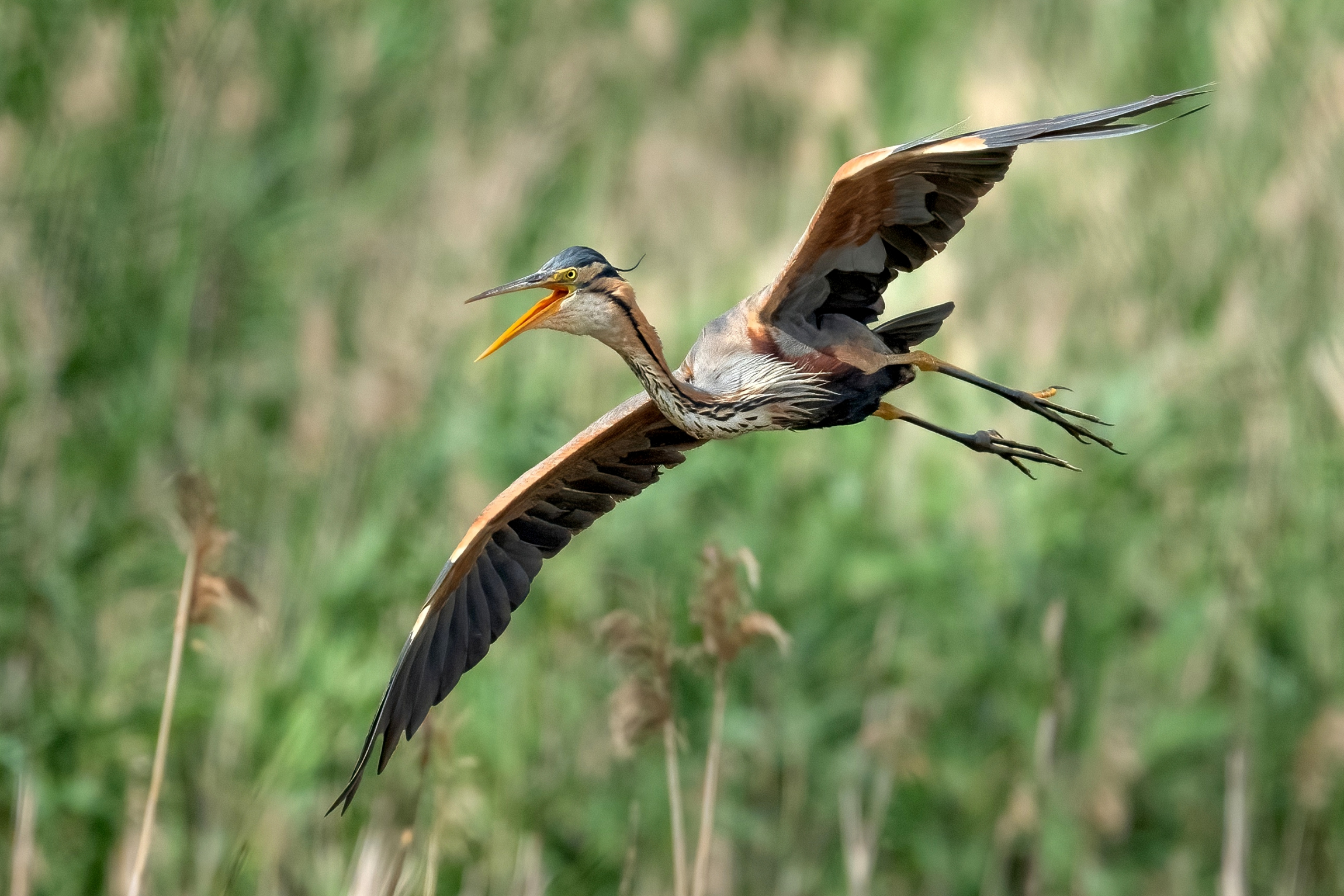 Purple Heron (Ardea purpurea)