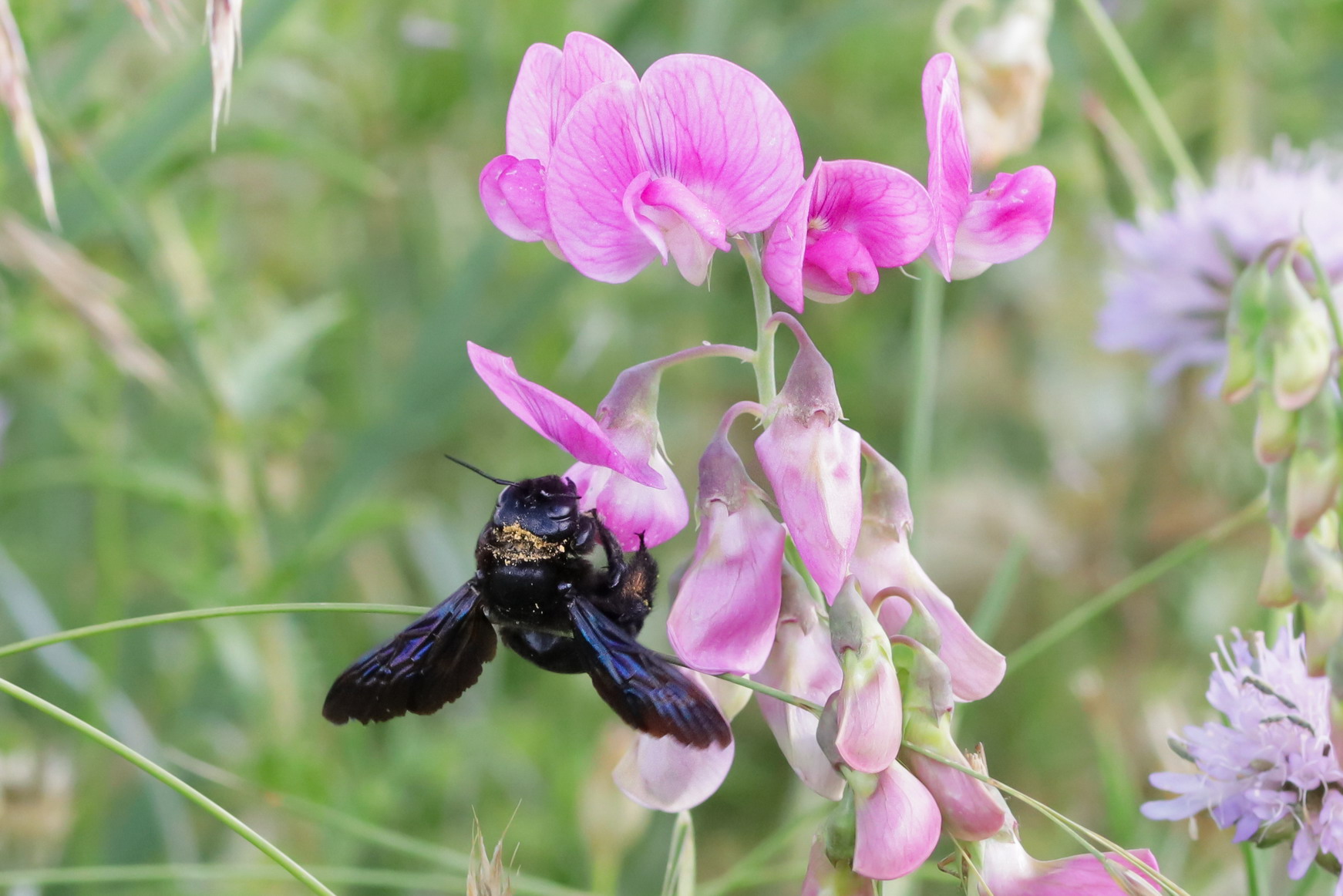 Xylocopa violacea
