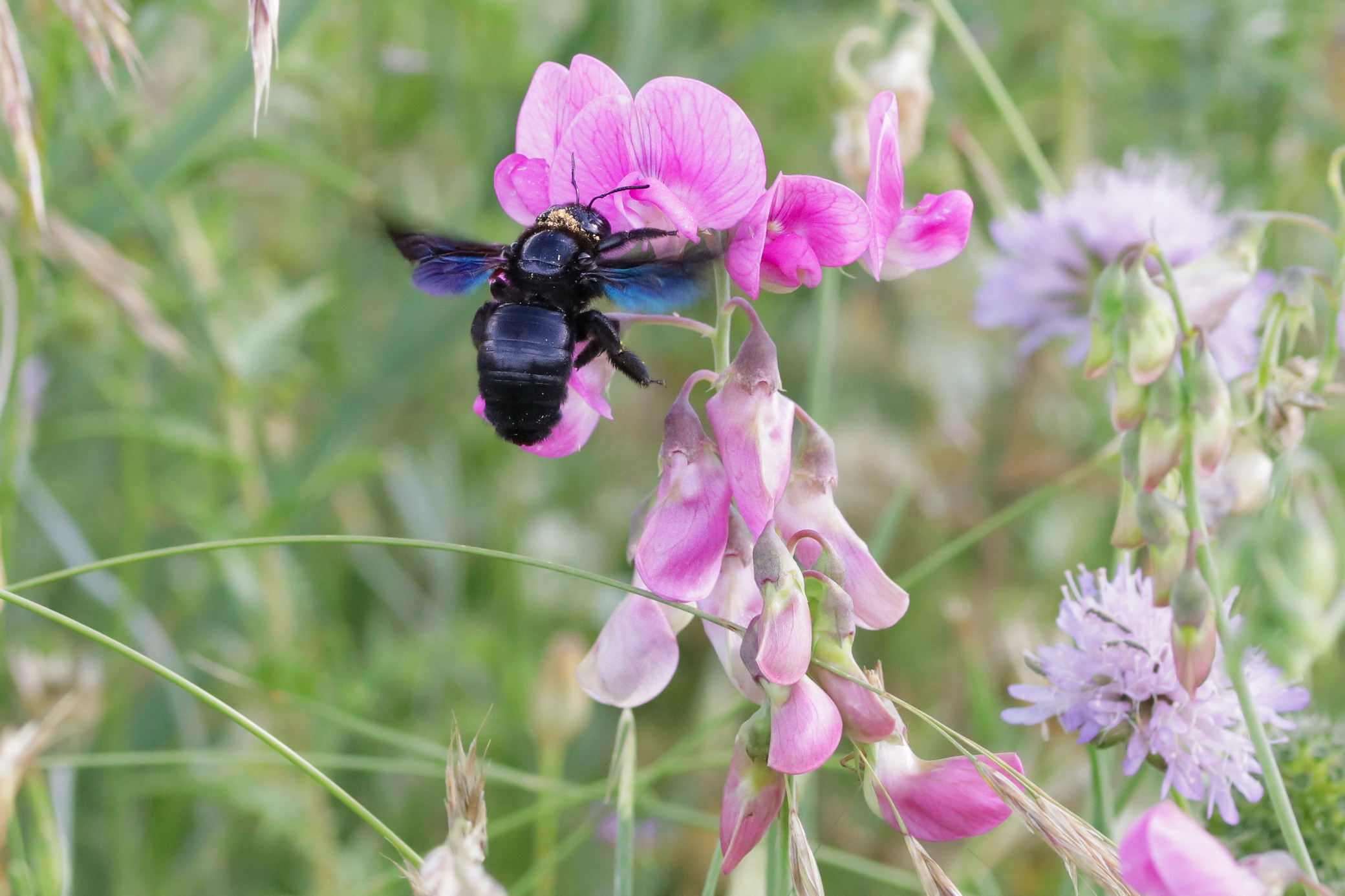 Xylocopa violacea again