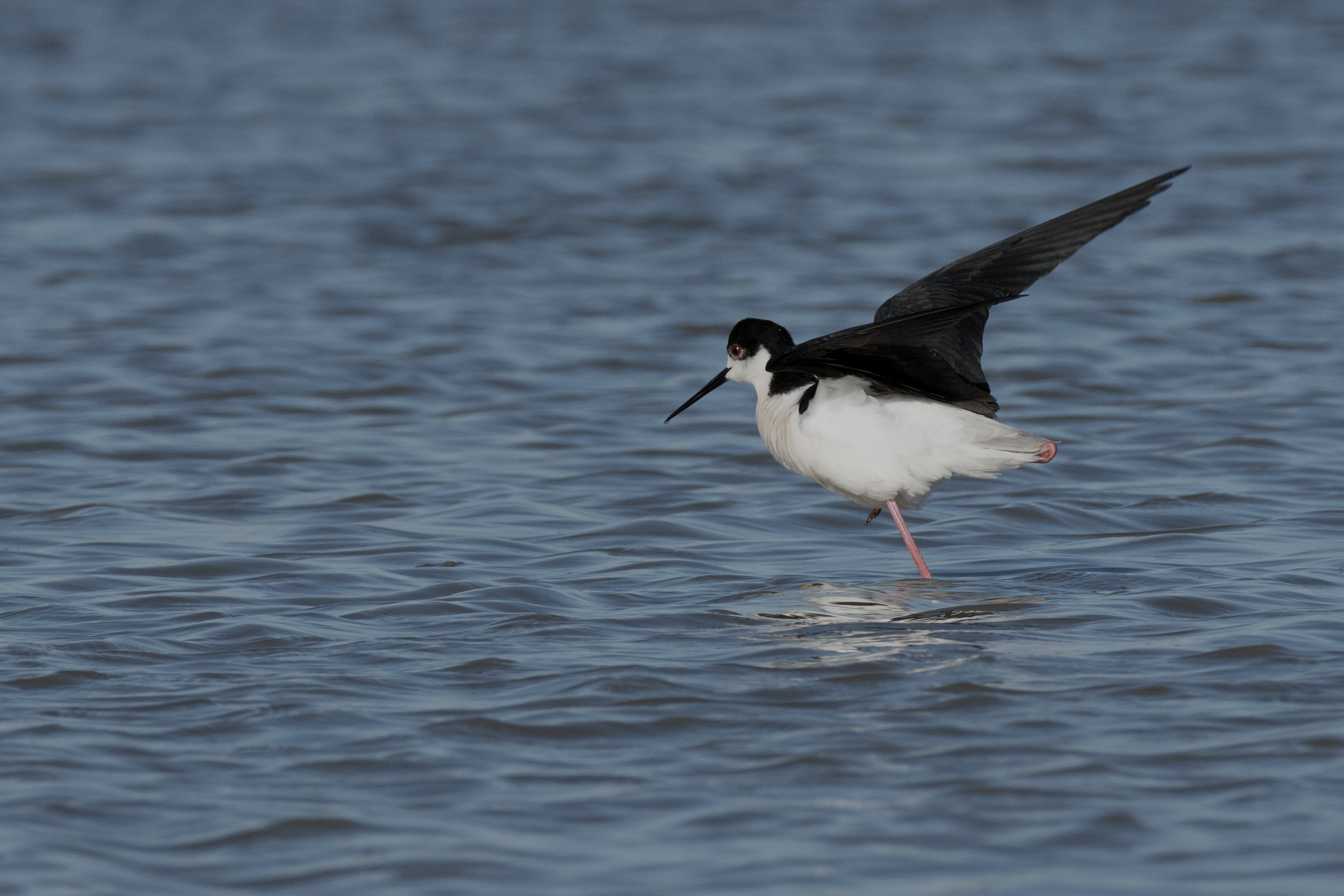 Partenza cavaliere d'italia