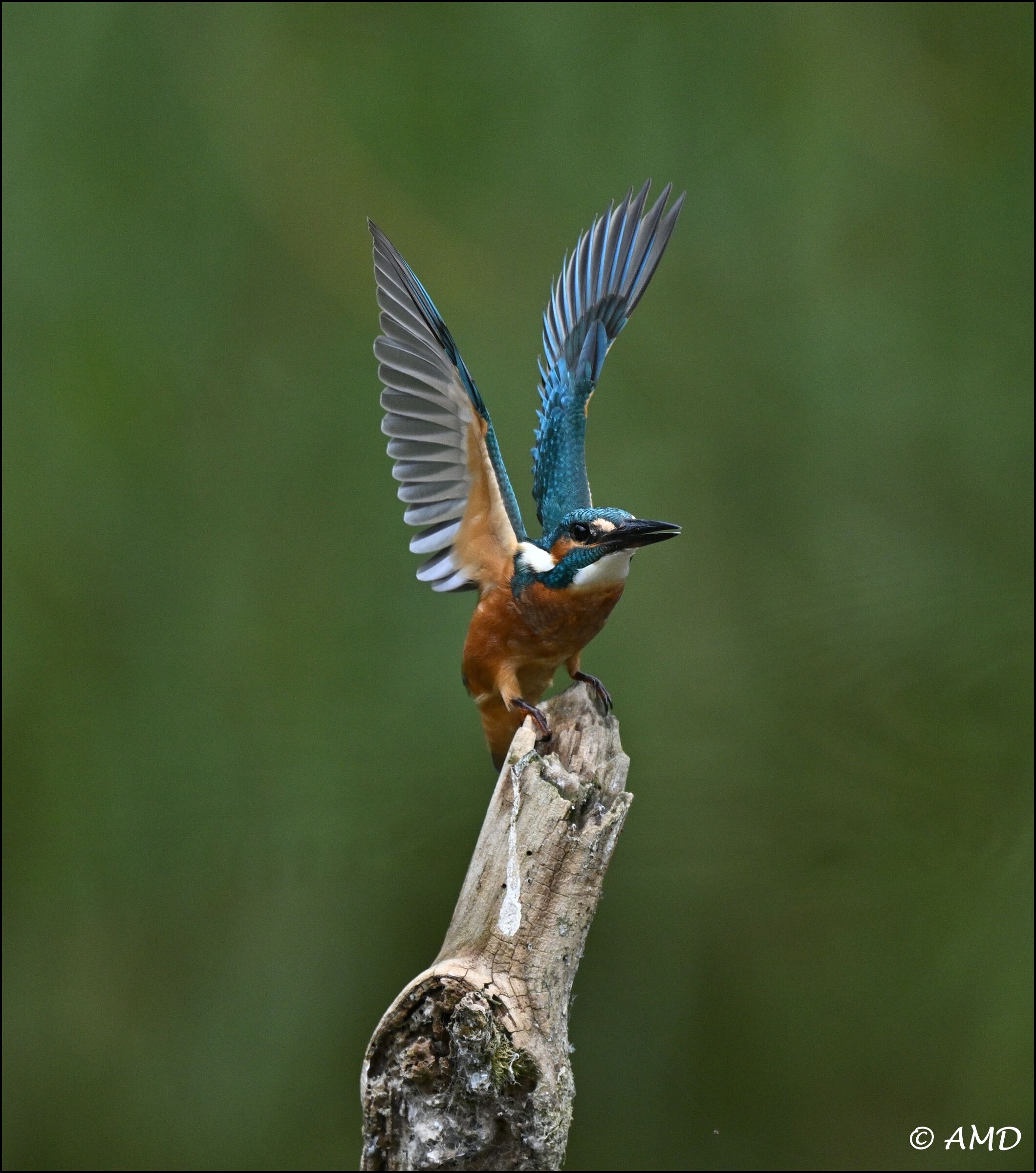 Young kingfisher