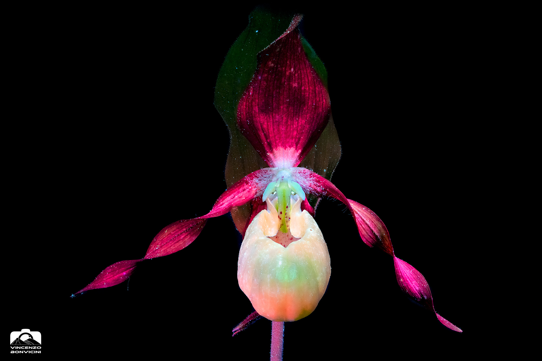 Cypripedium calceolus - UV
