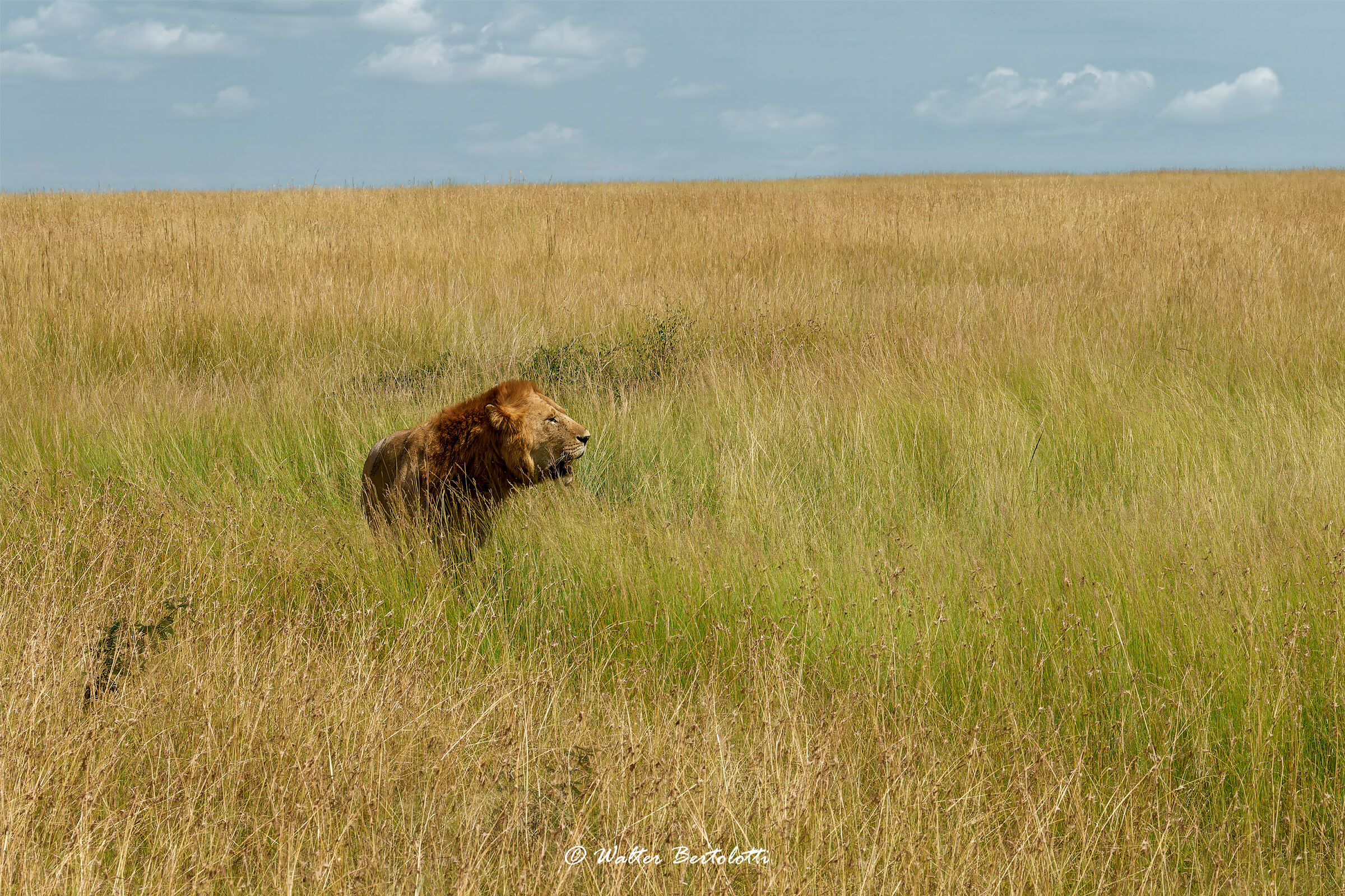 the king of the Mara