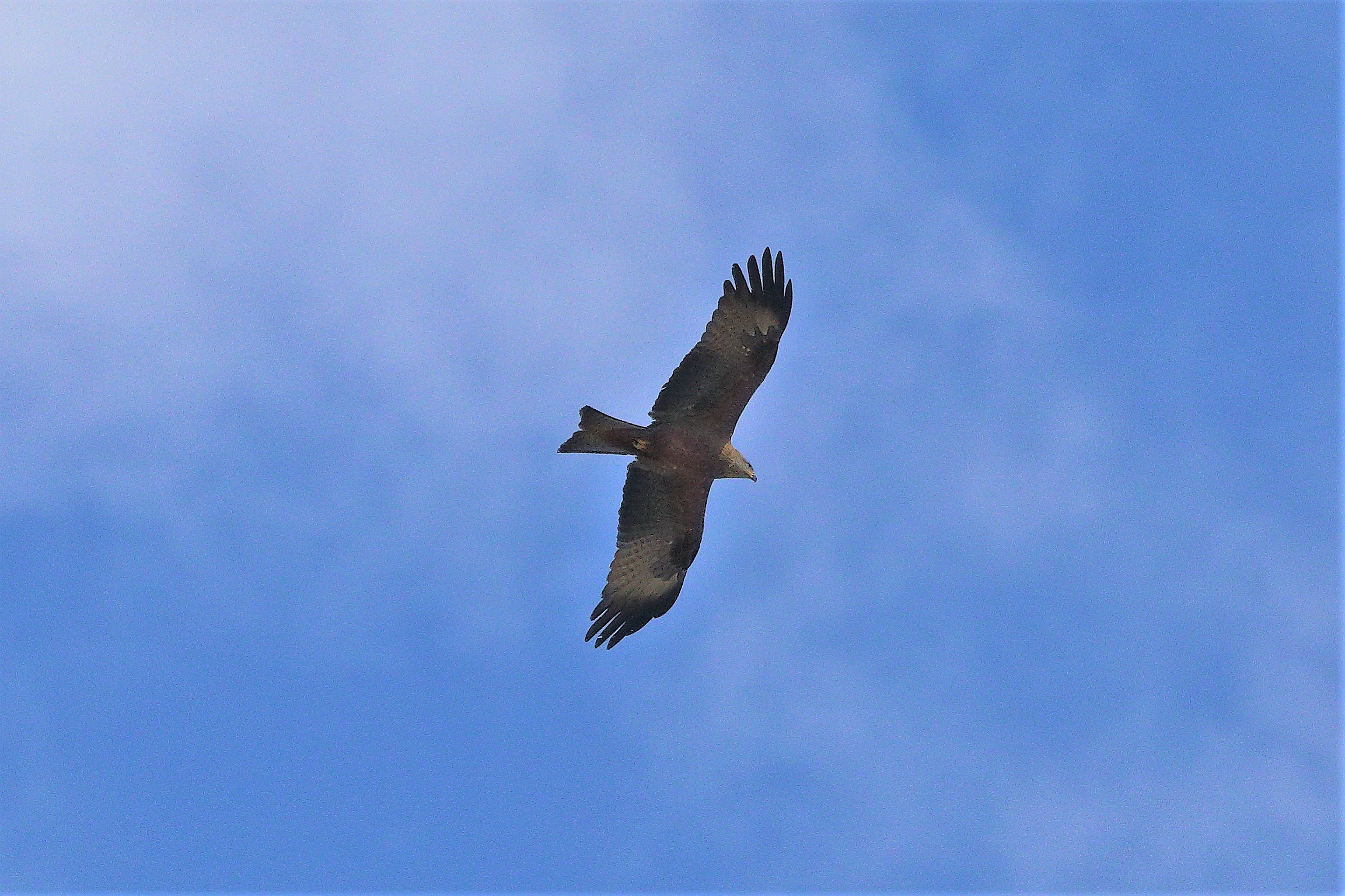 Nibbio bruno 03-04-2023