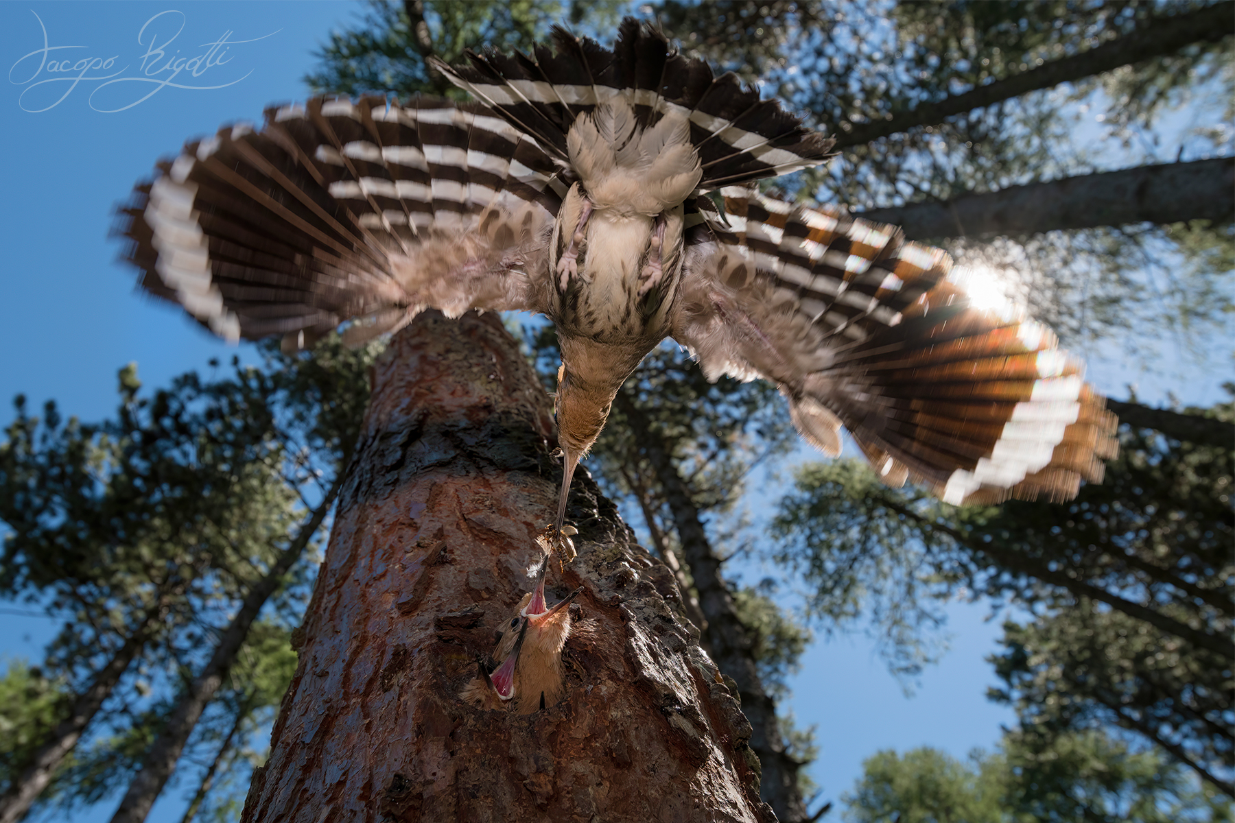 Upside down hoopoe
