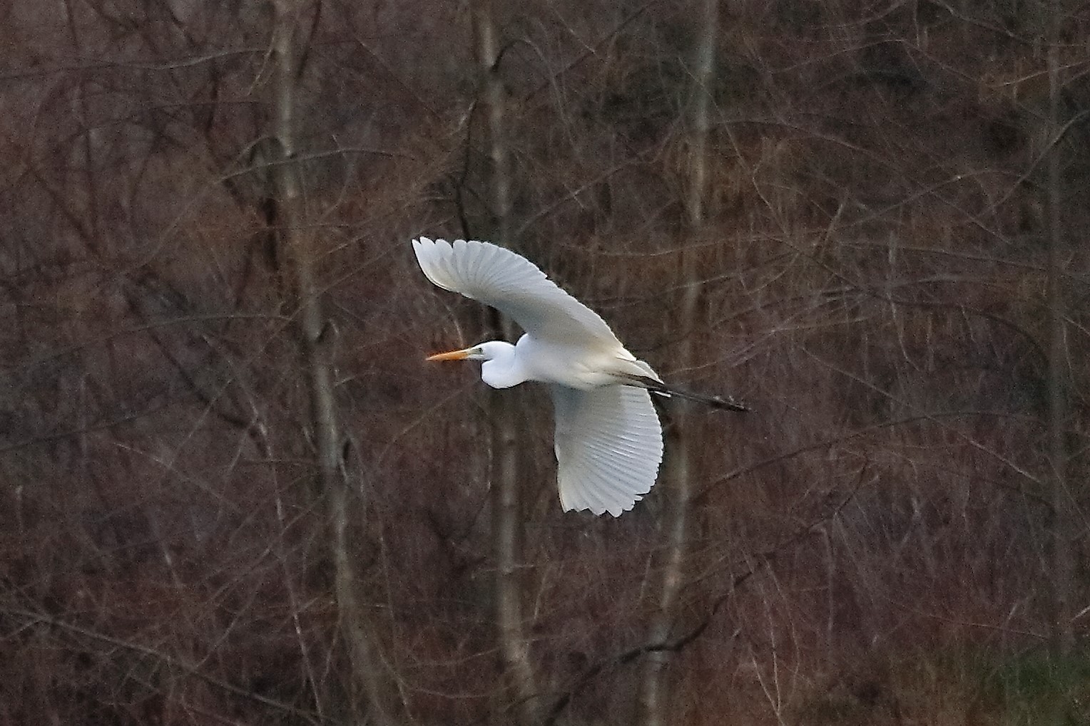 Airone BM 04 marzo 2023