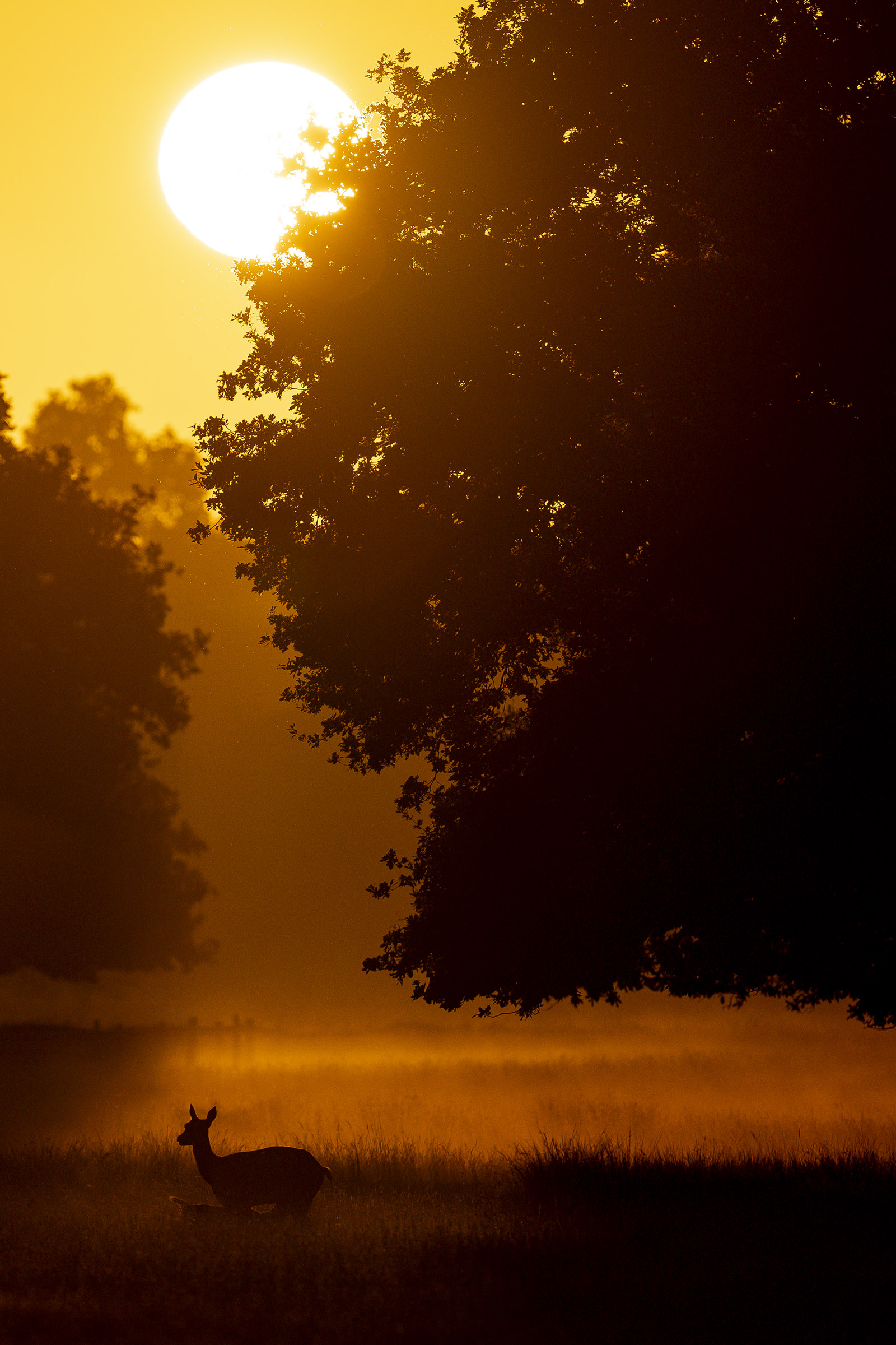 Roe deer at dawn