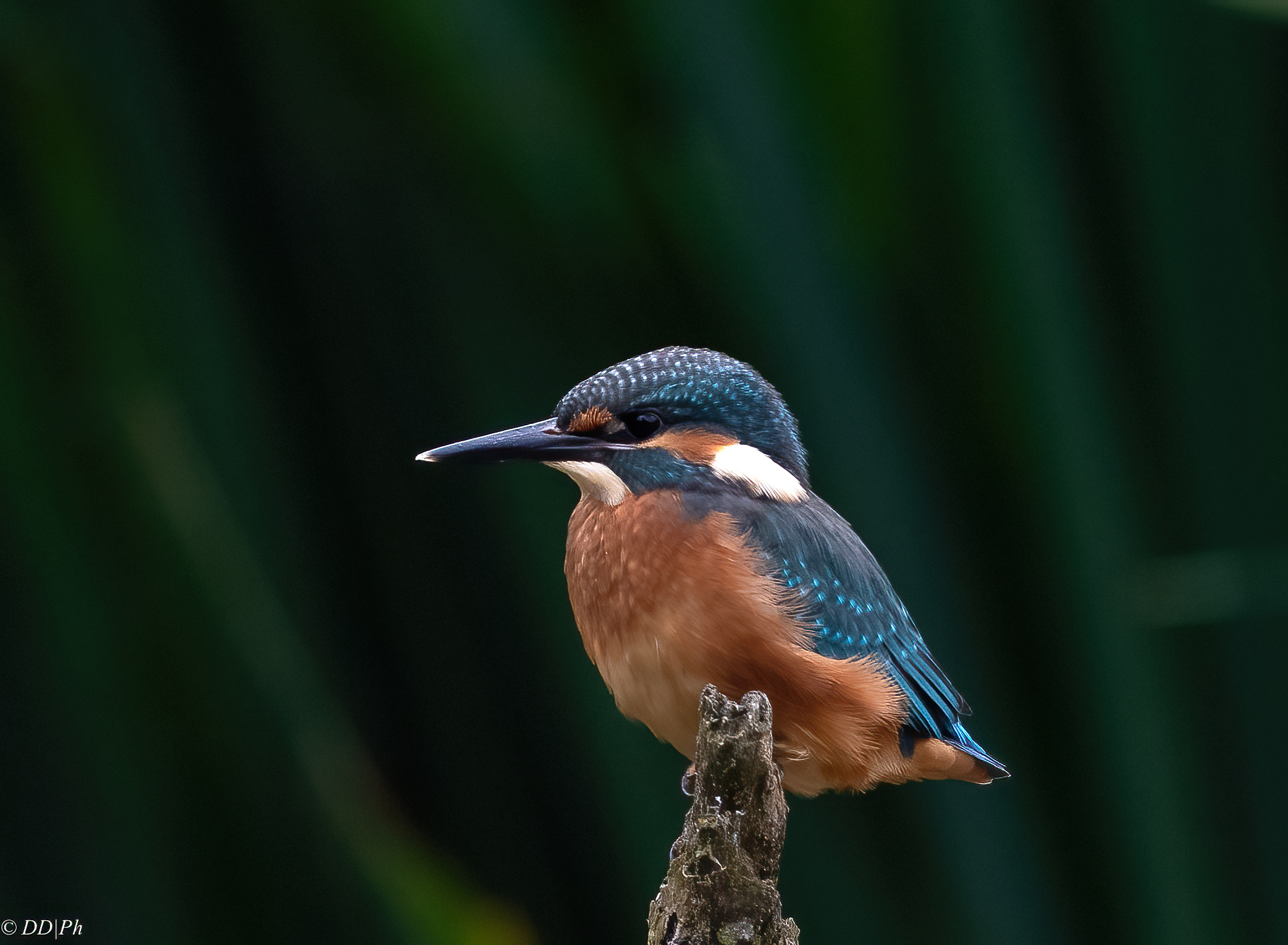 Kingfisher