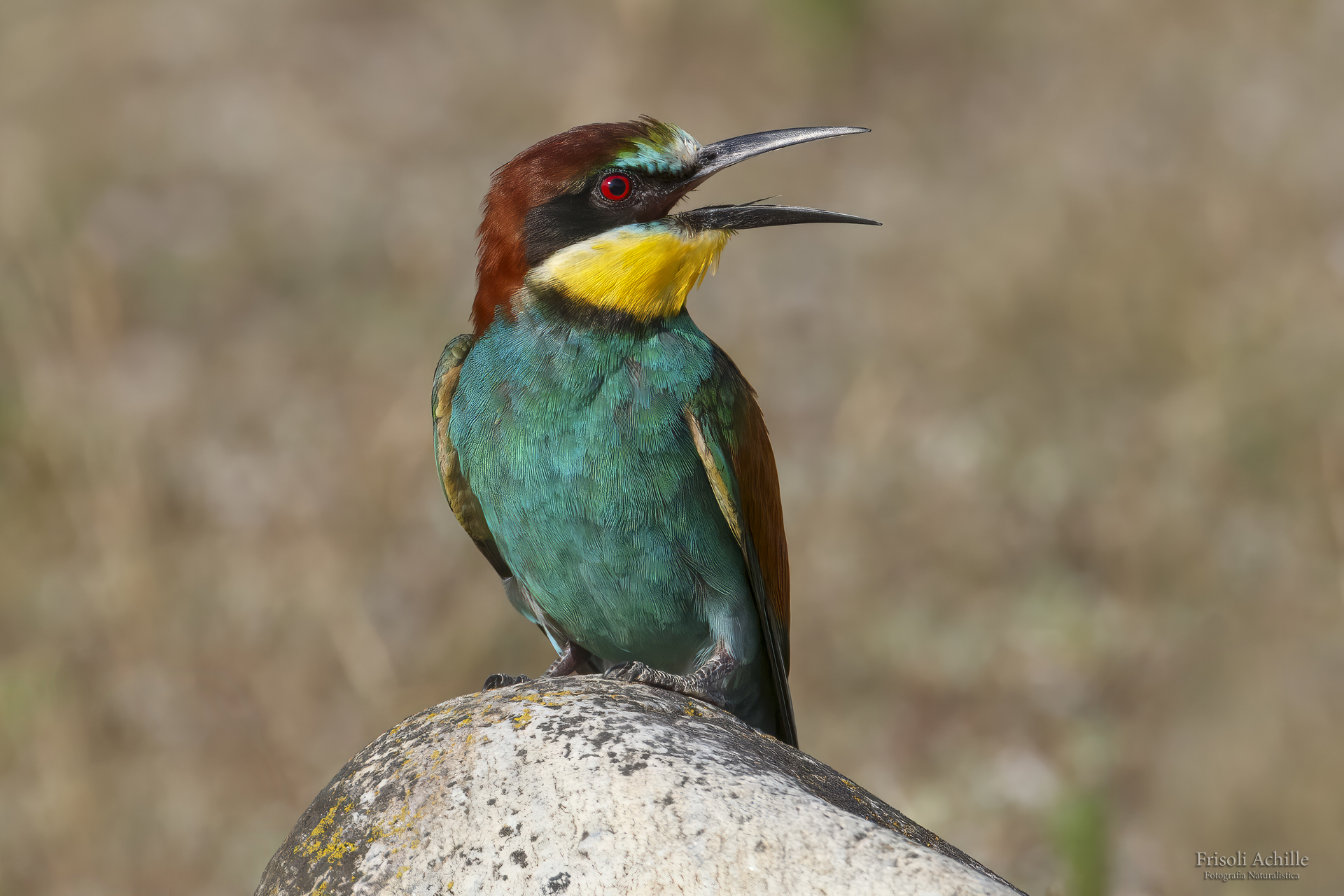 The classic bee-eater