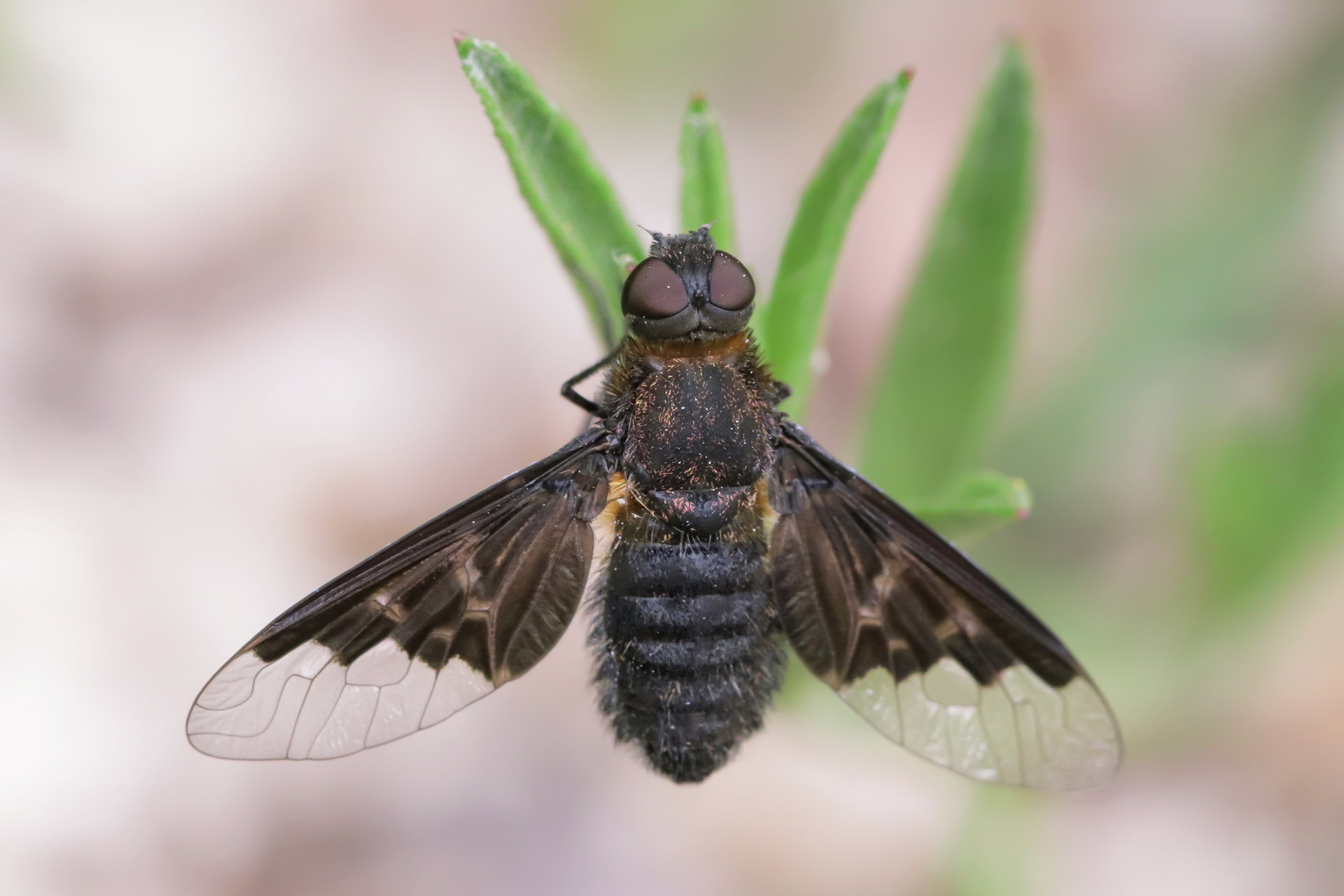 Hemipenthes sp. z o.o.
