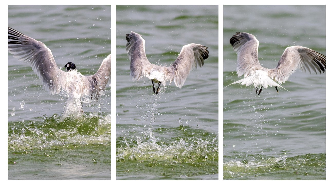 Swooping of a tern