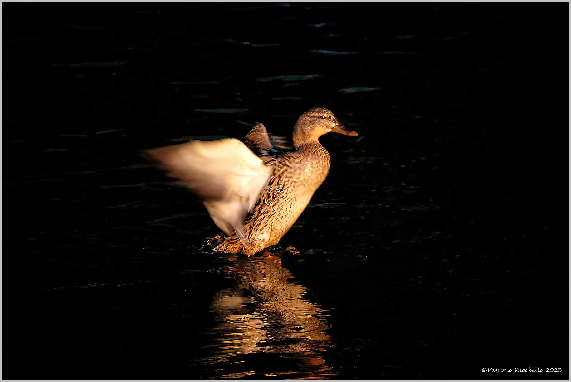 Wings in the Evening