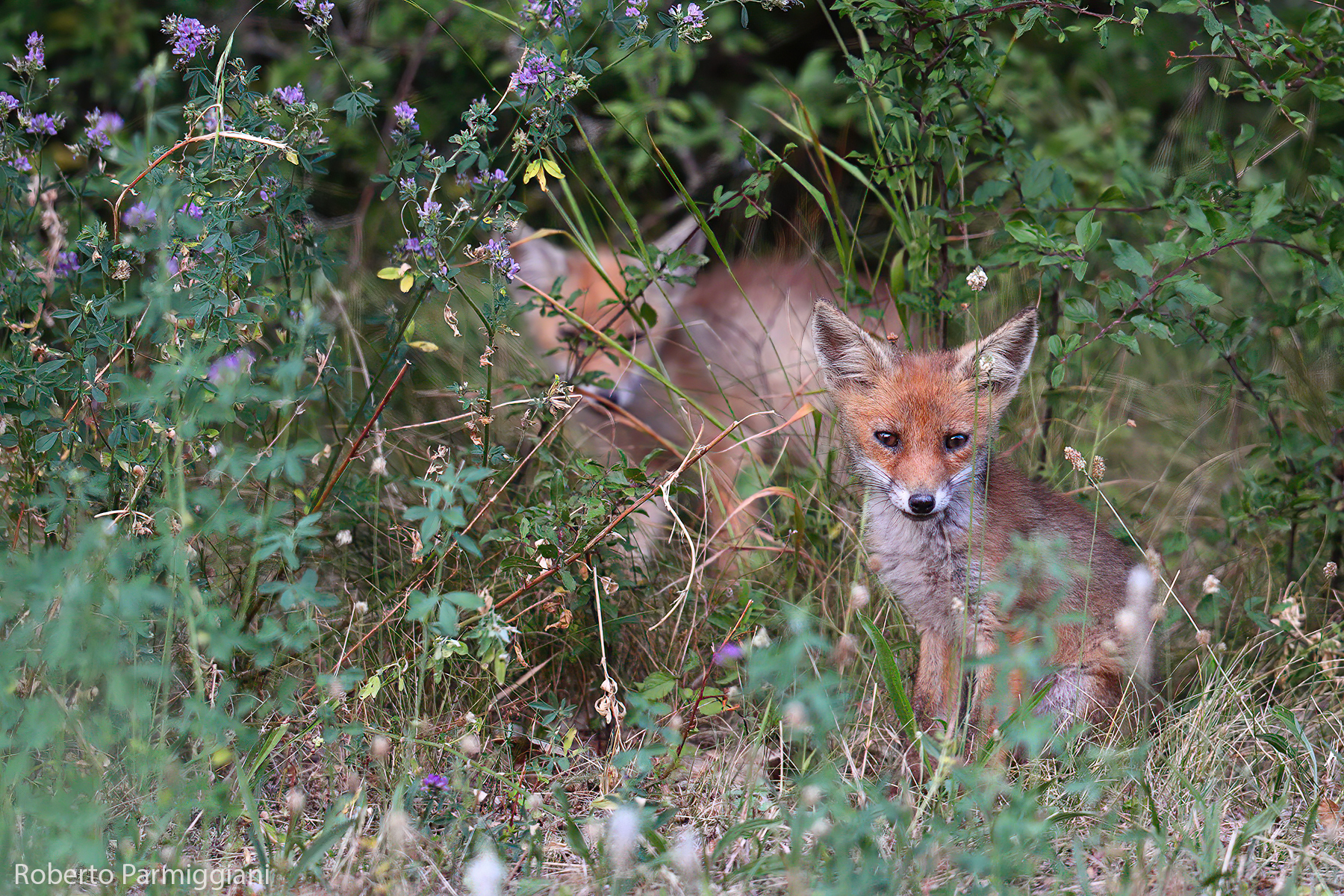 Il fratellino coraggioso