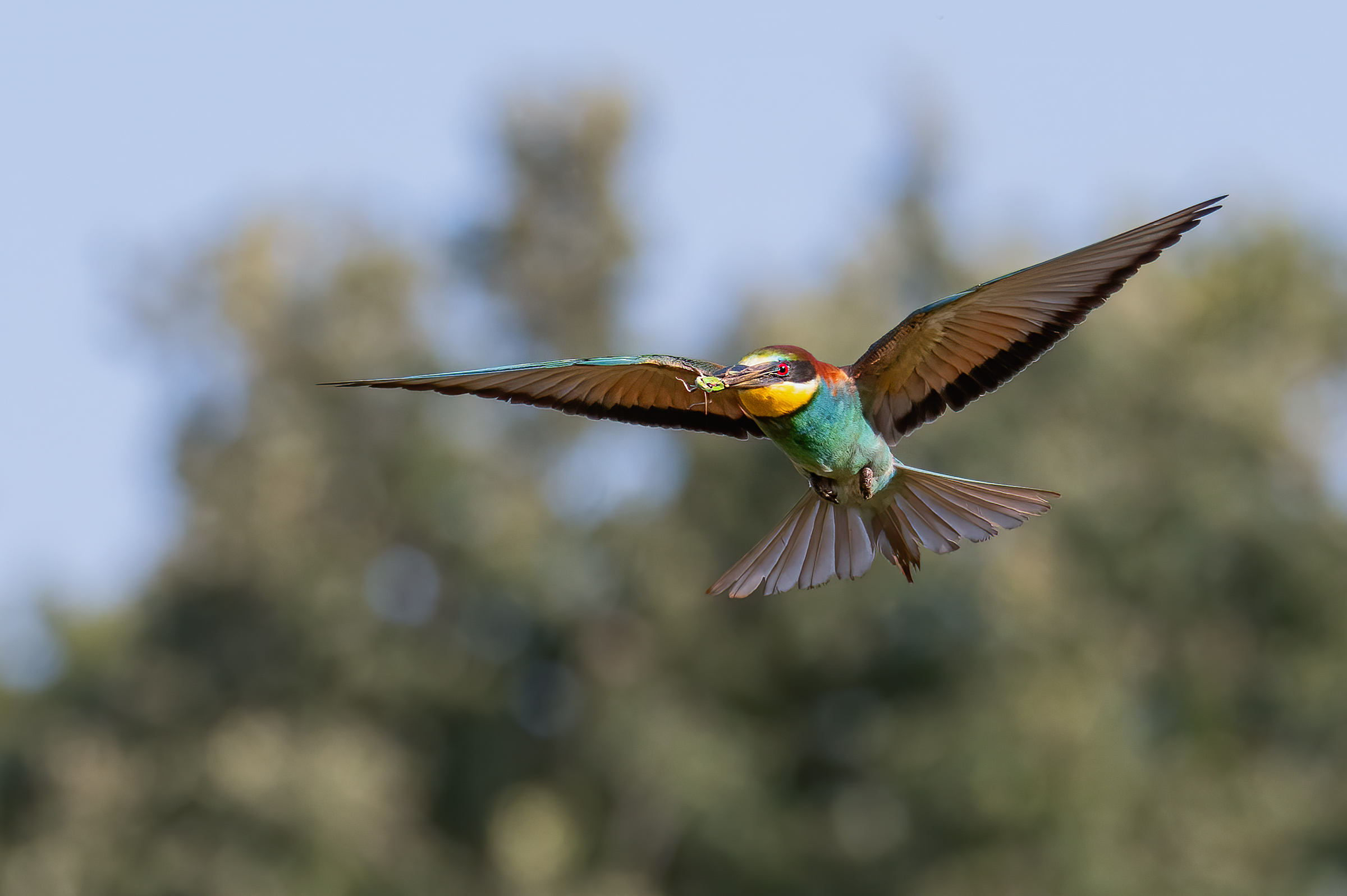 Gruccione(Merops apiaster)