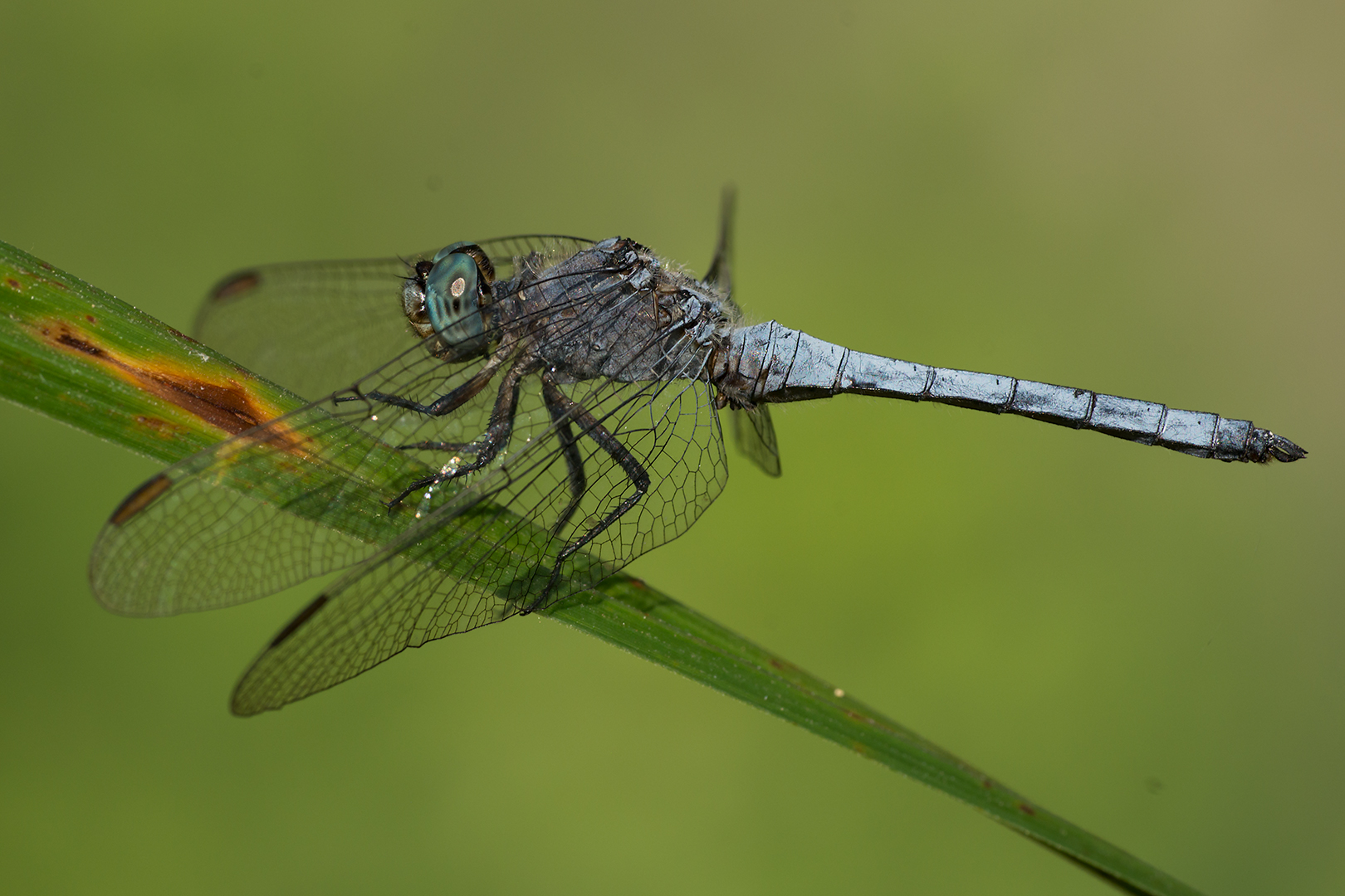 Dragonfly (Orthetrum brunneum - male)