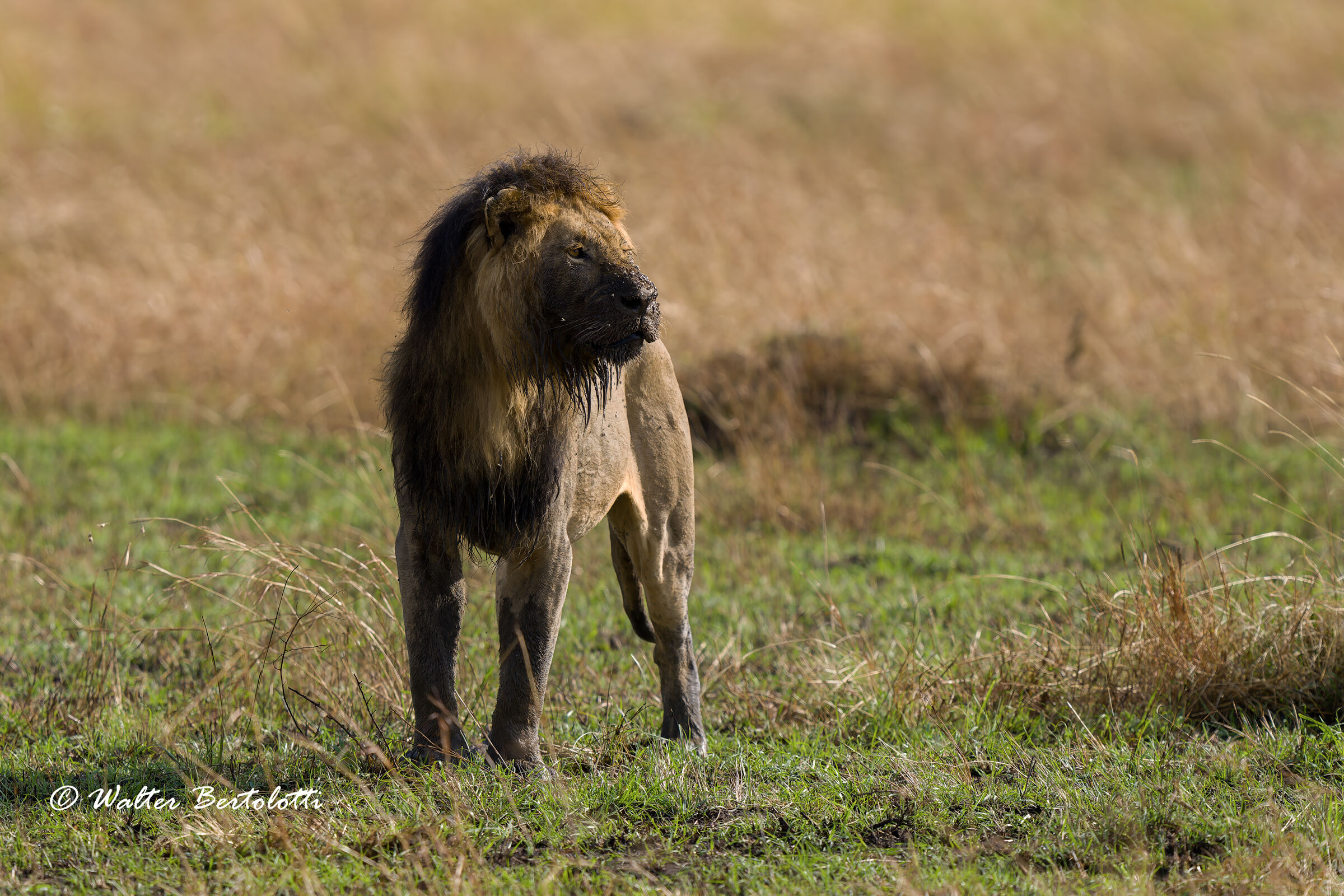 Sporco, ma sempre regale