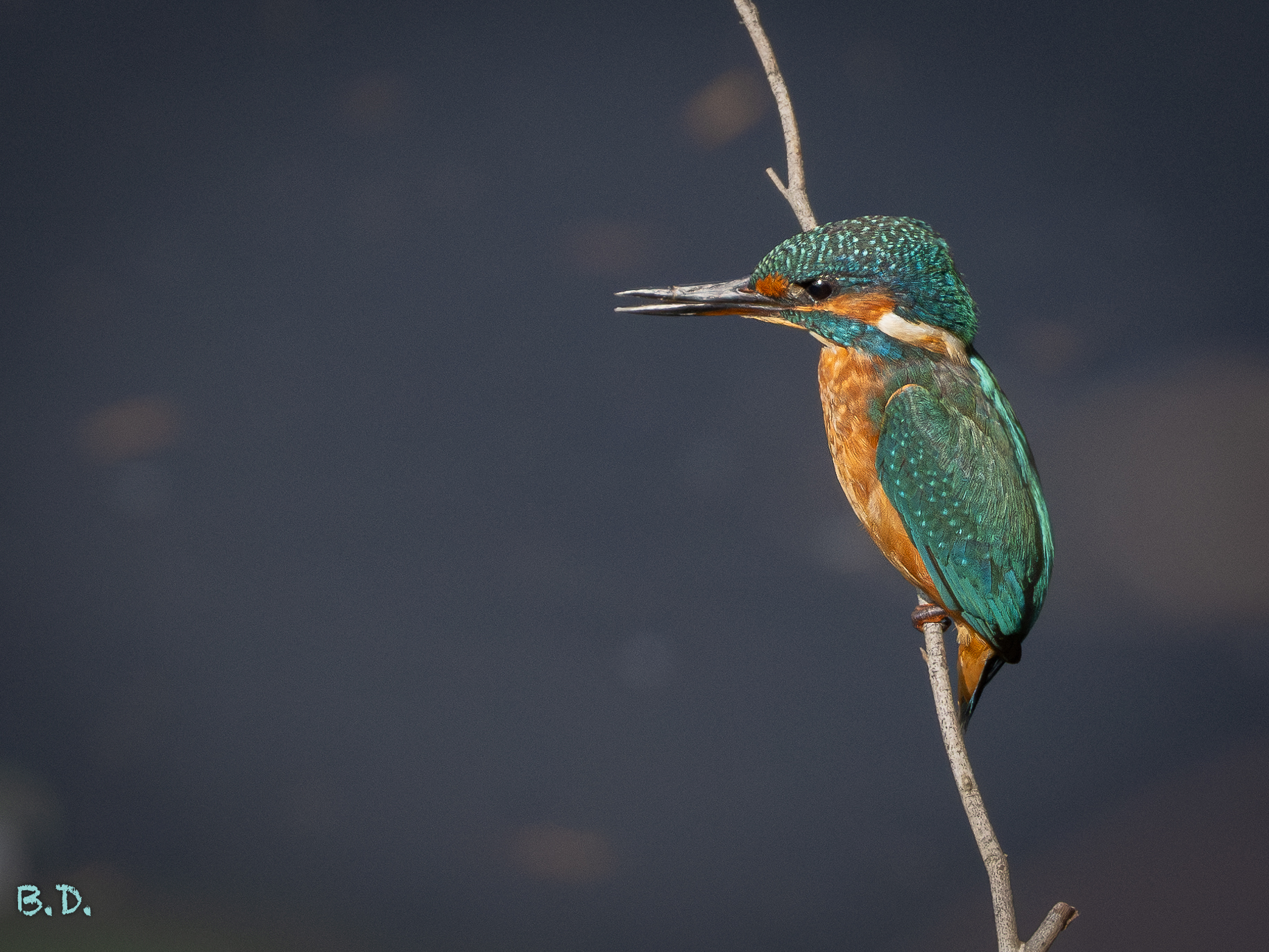 Alcedo atthis