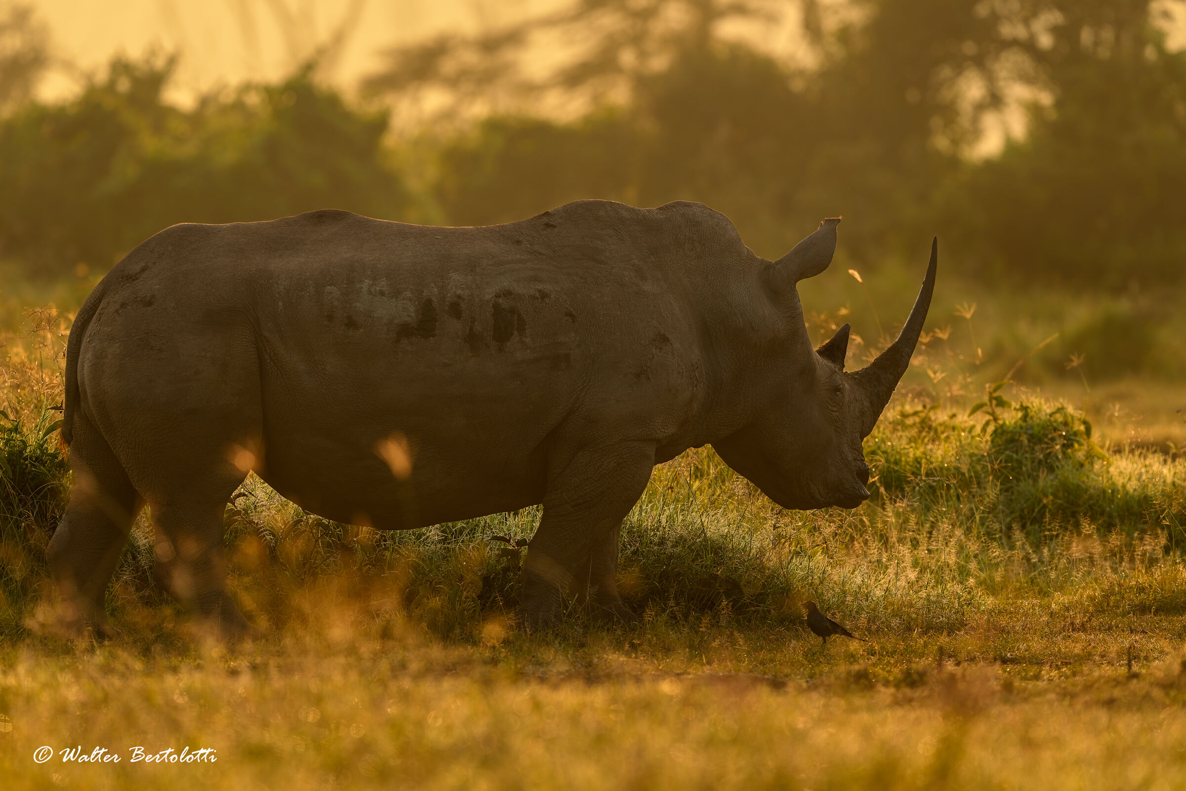 un gigante nella luce dell'alba