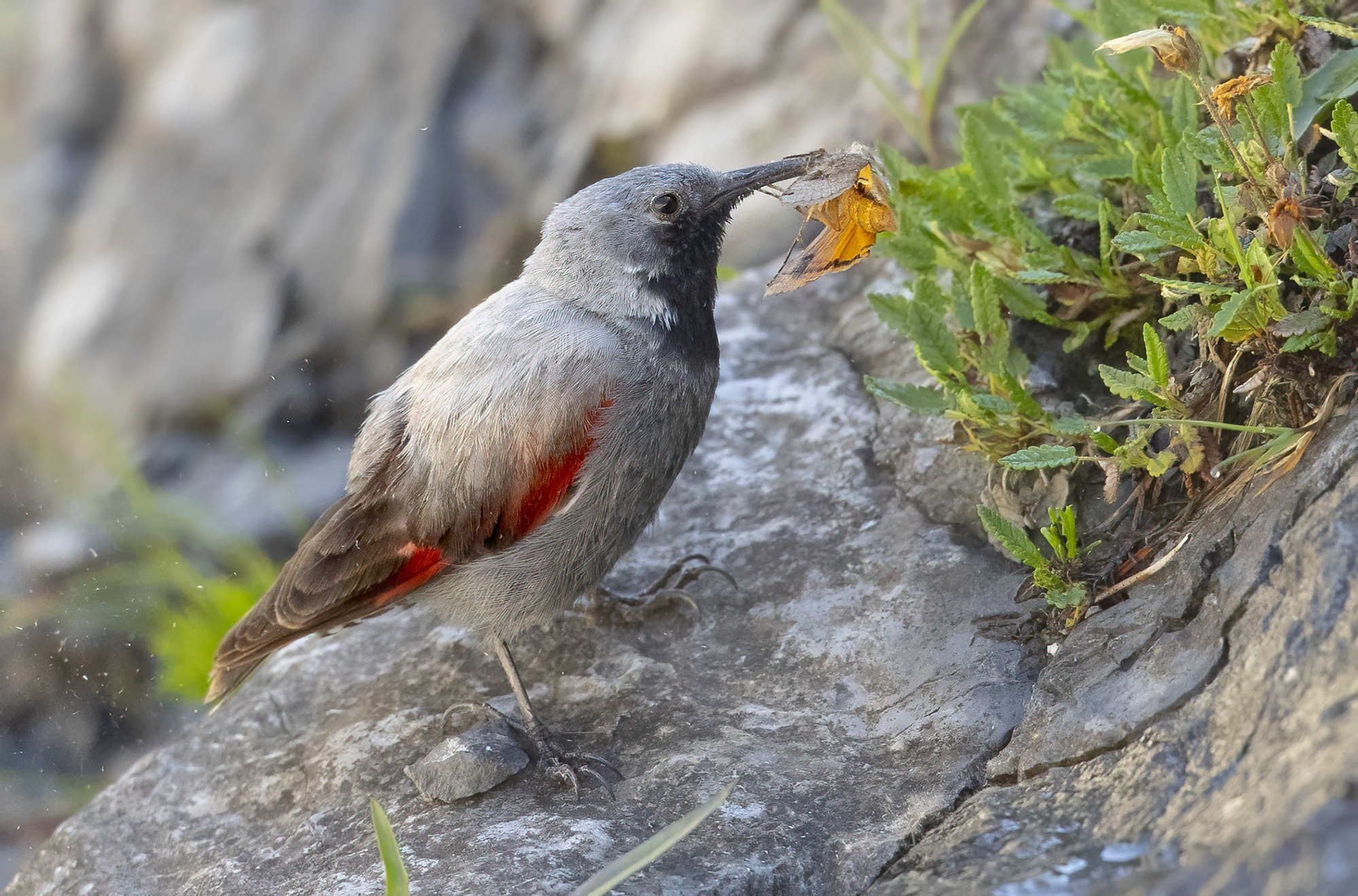 Wallcreeper with moth