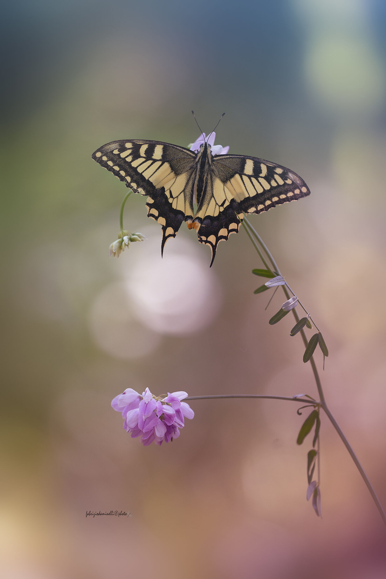 Papilio machaon