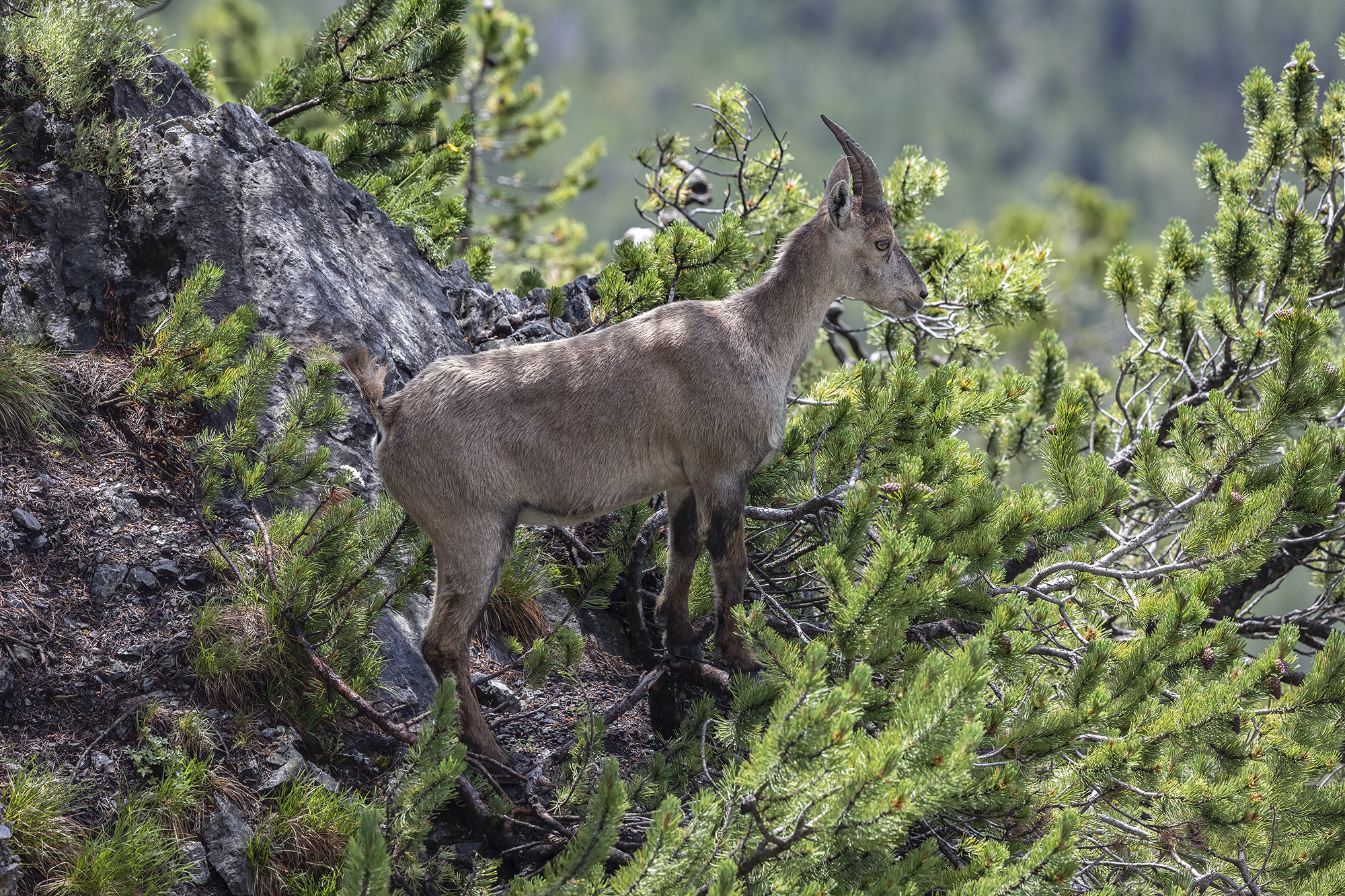 stambecco tra i mughi