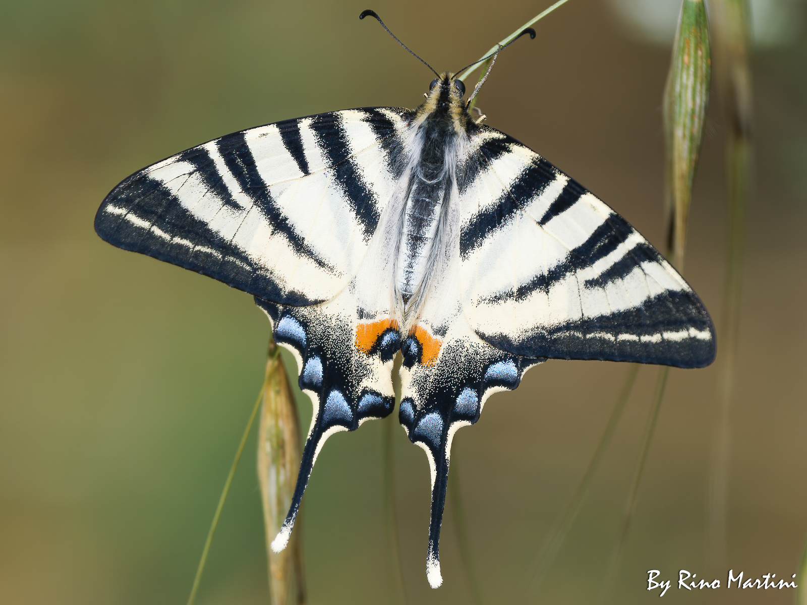 Podalirio (Iphiclides Podalirius)