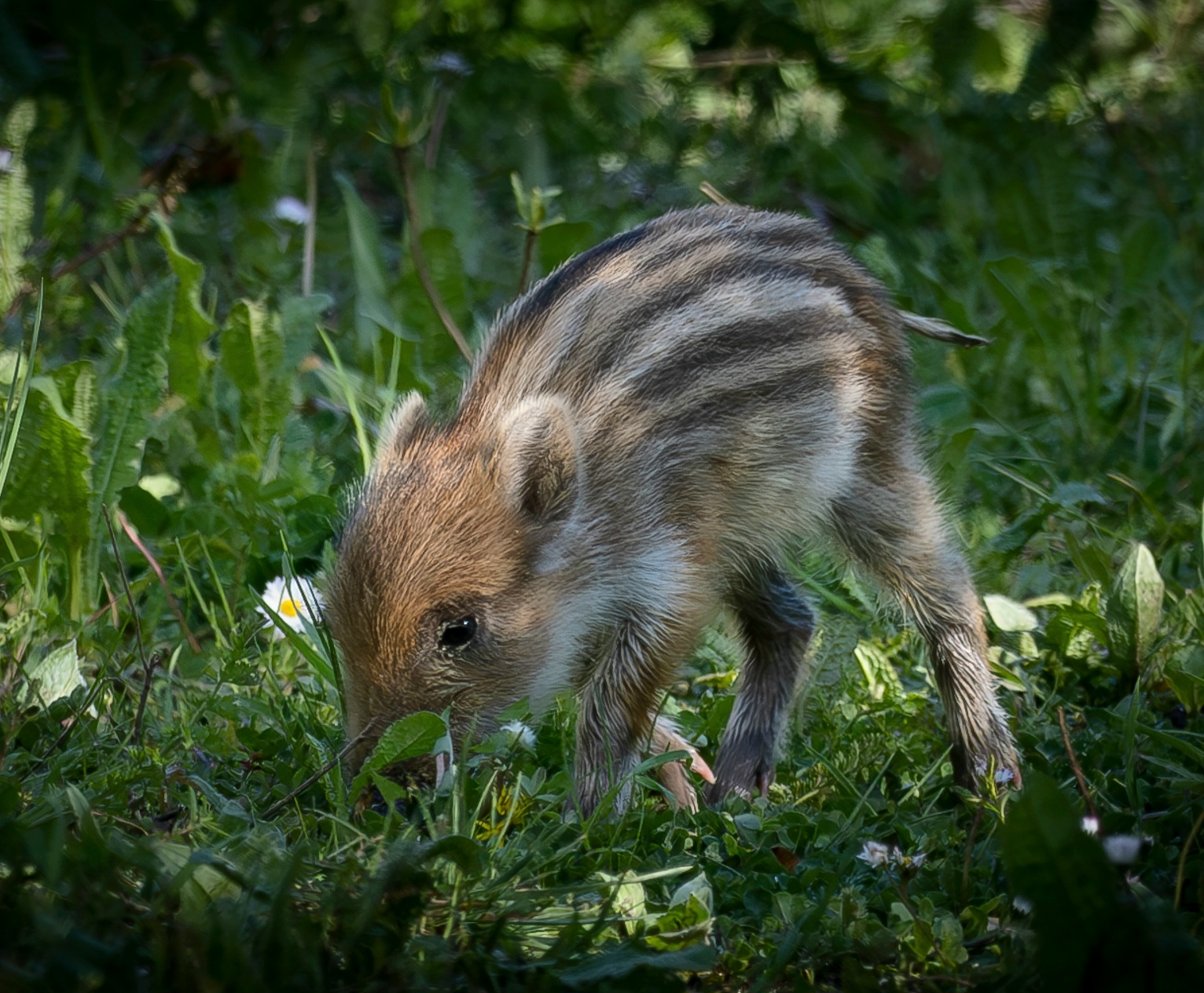 Wild boar cub