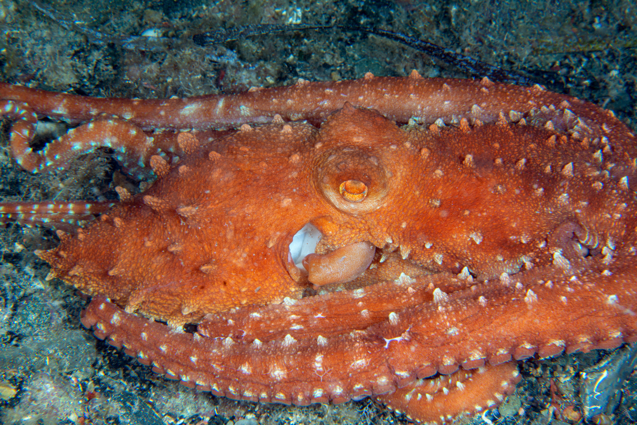 polpessa
