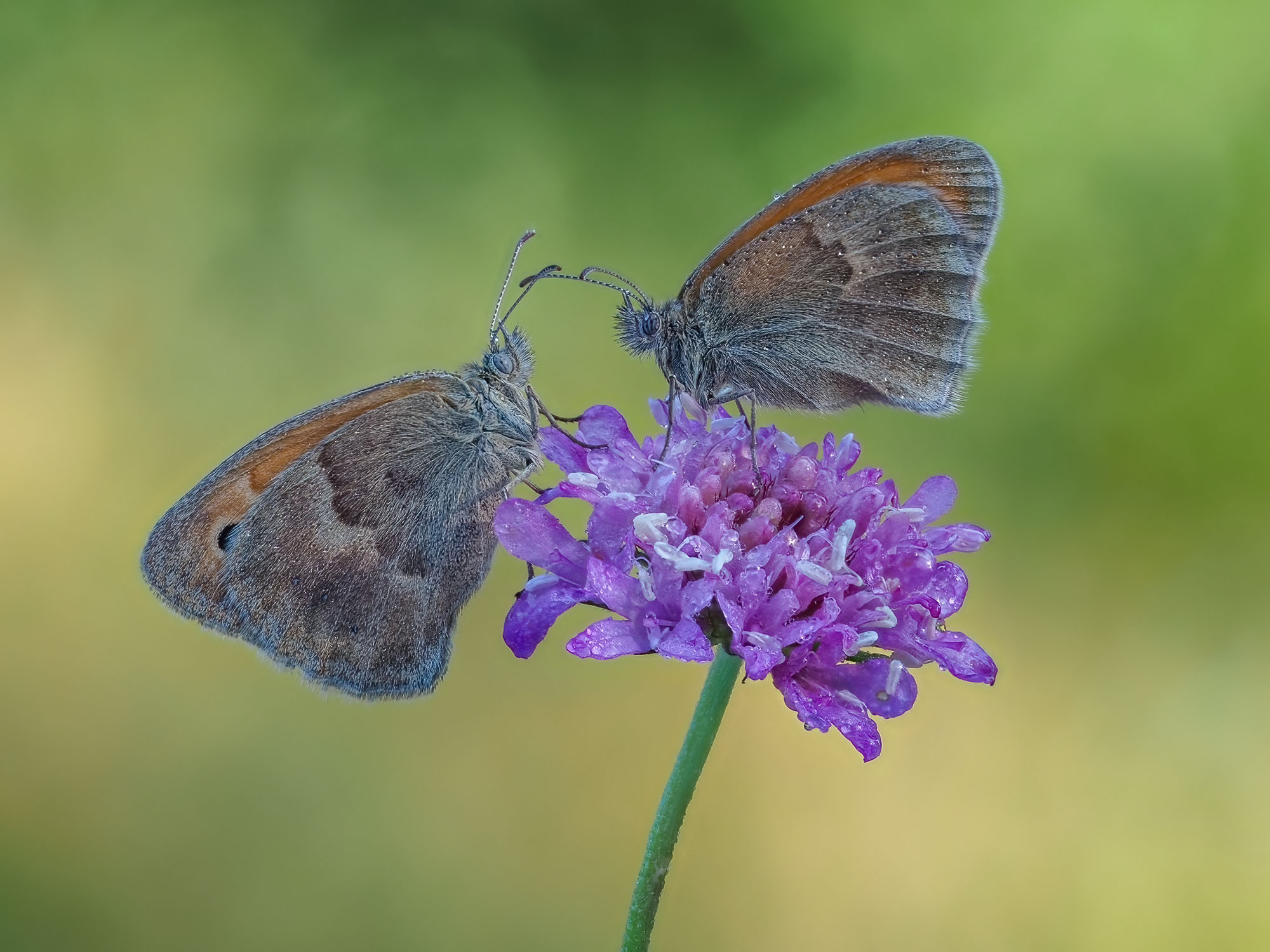 Coenonympha pamphilus