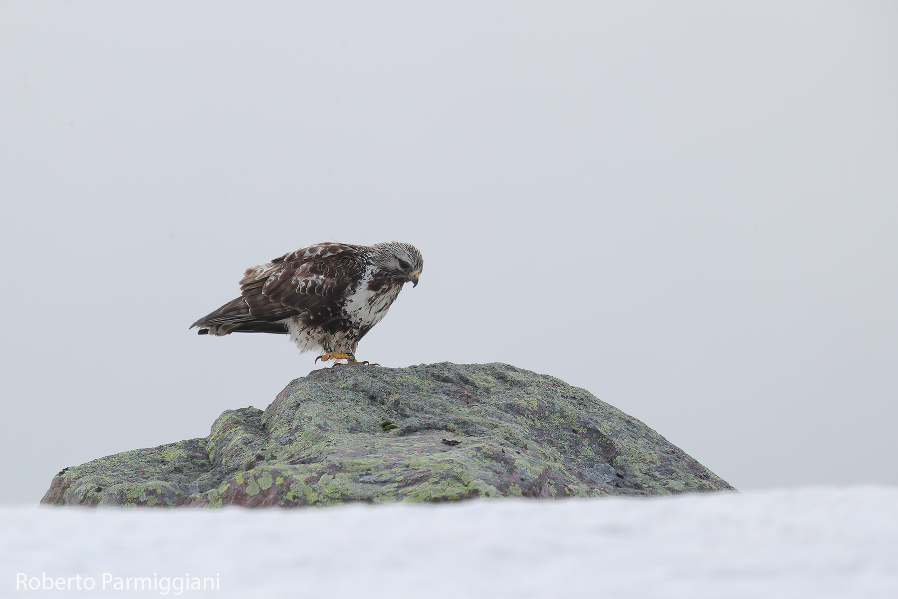 Rough-legged buzzard