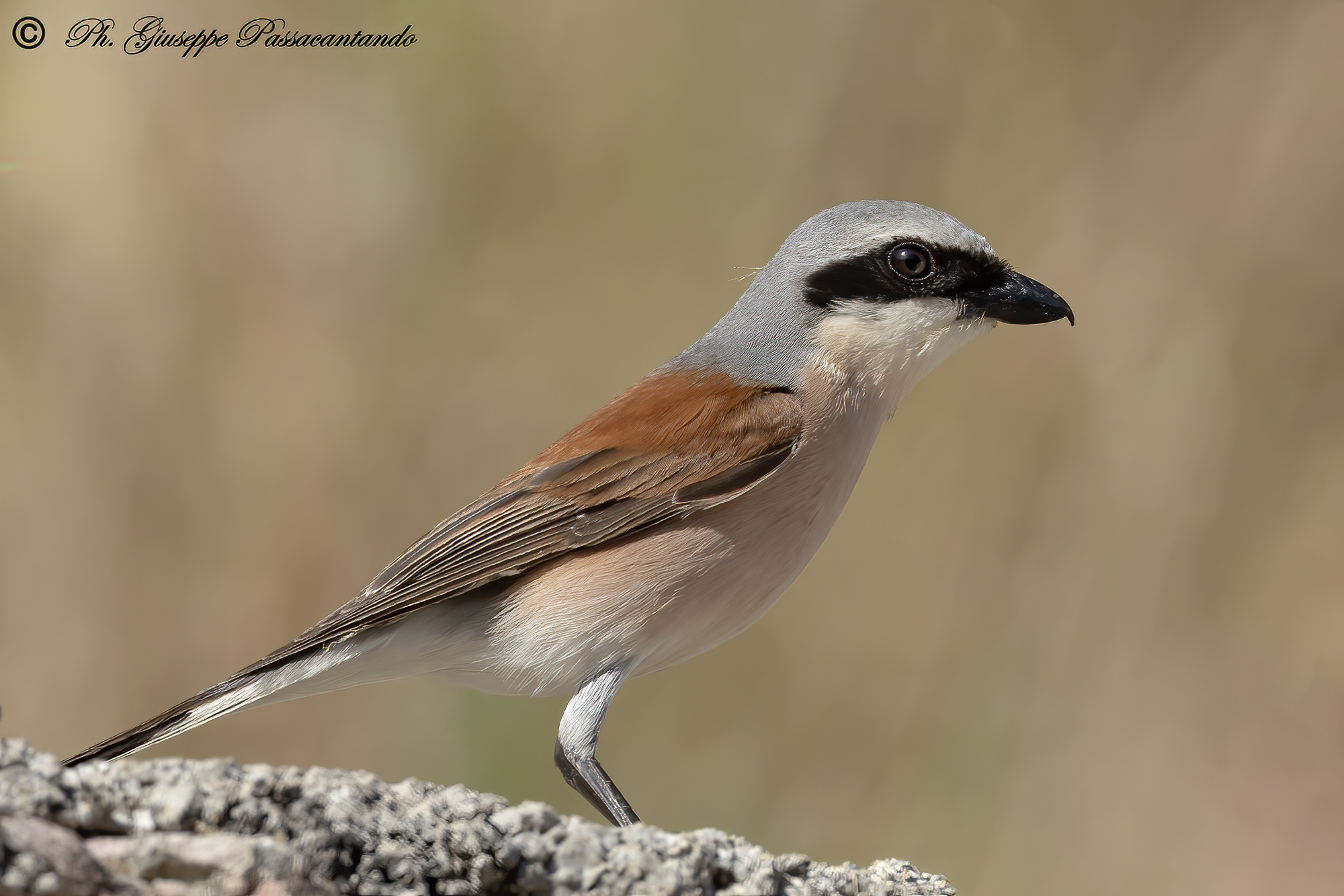 Portrait of having her little
