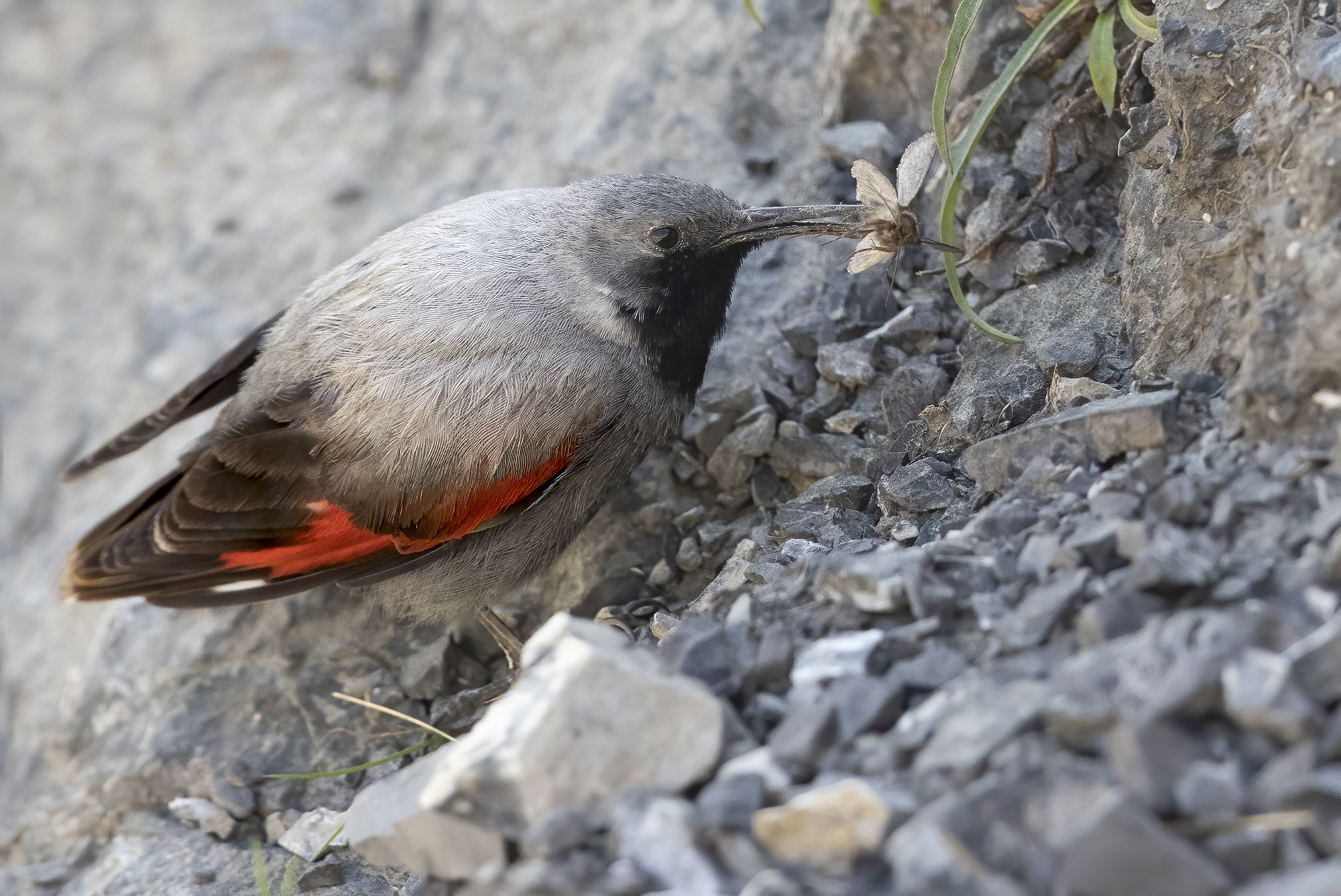 never so close, male wallcreeper