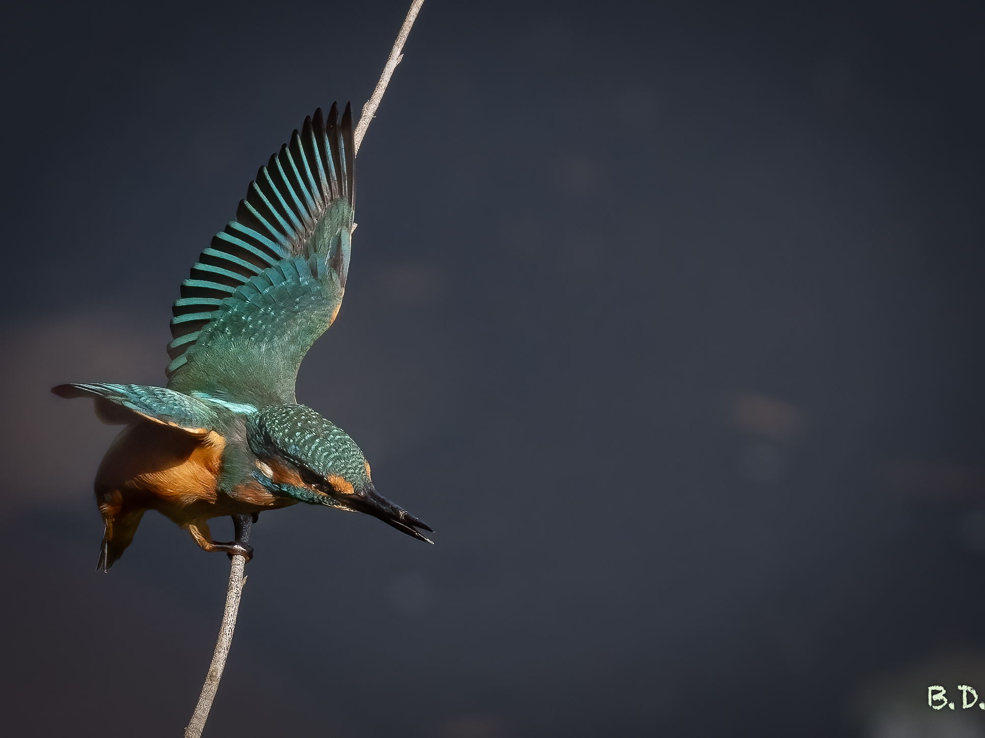 Alcedo atthis