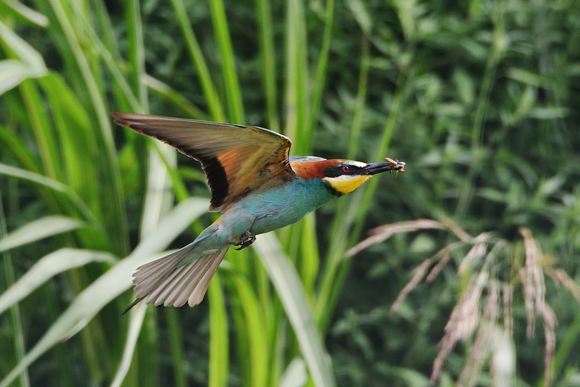 Bee-eater