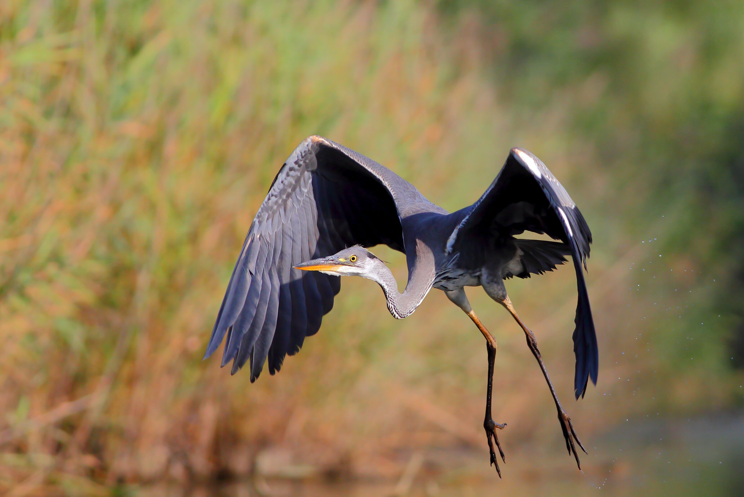 Grey heron