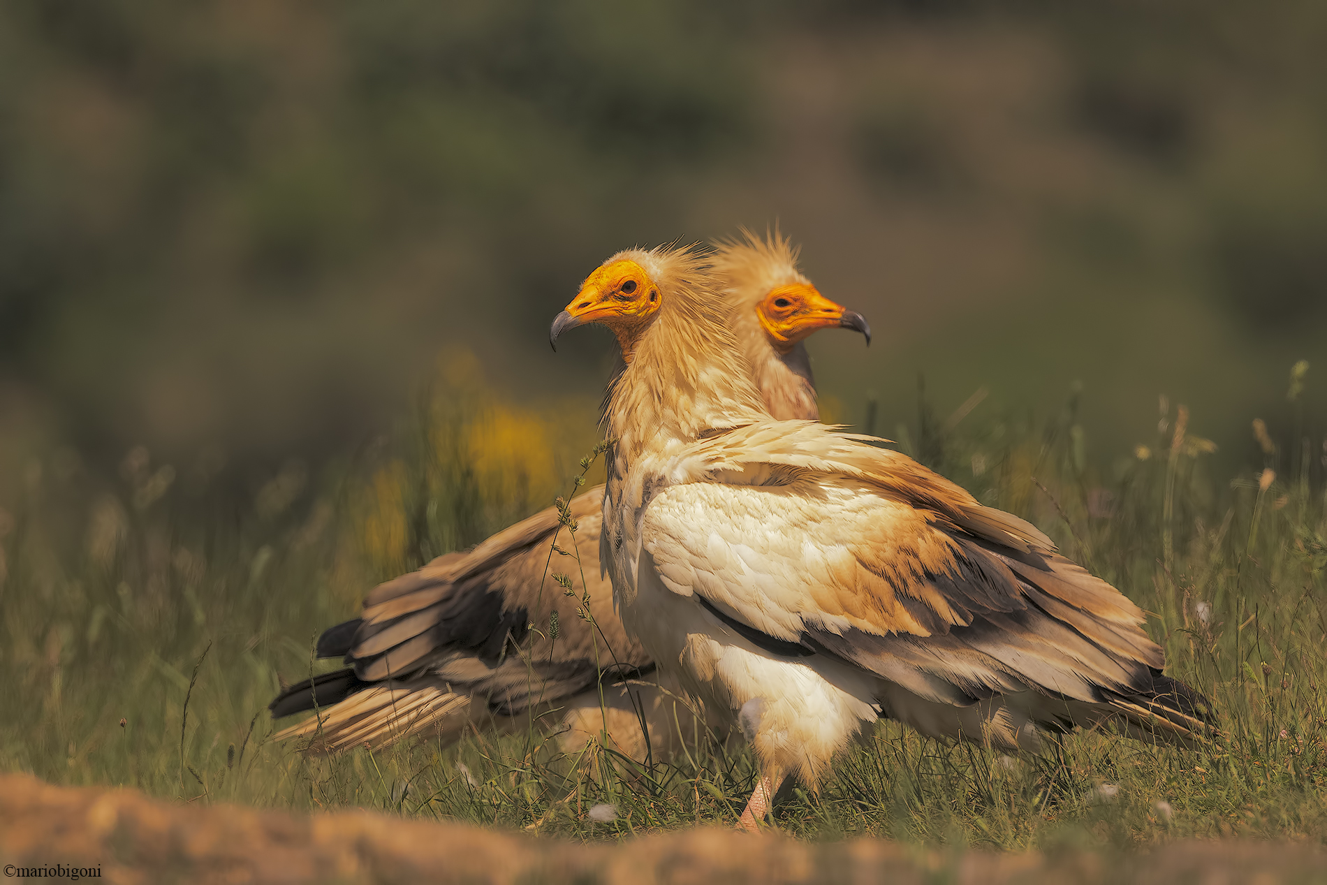 Pair of Egyptian vultures