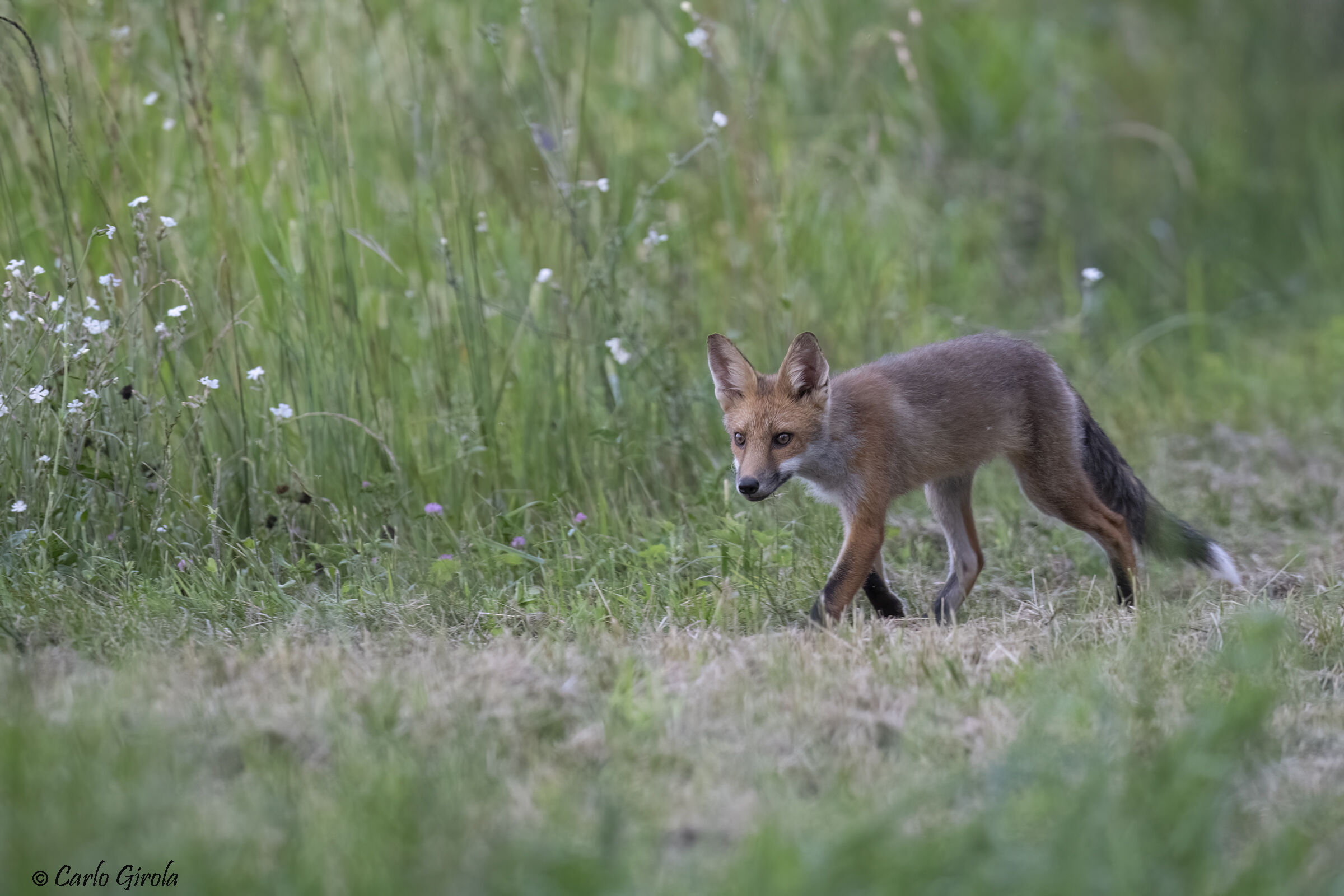 Red fox (Vulpes vulpes)