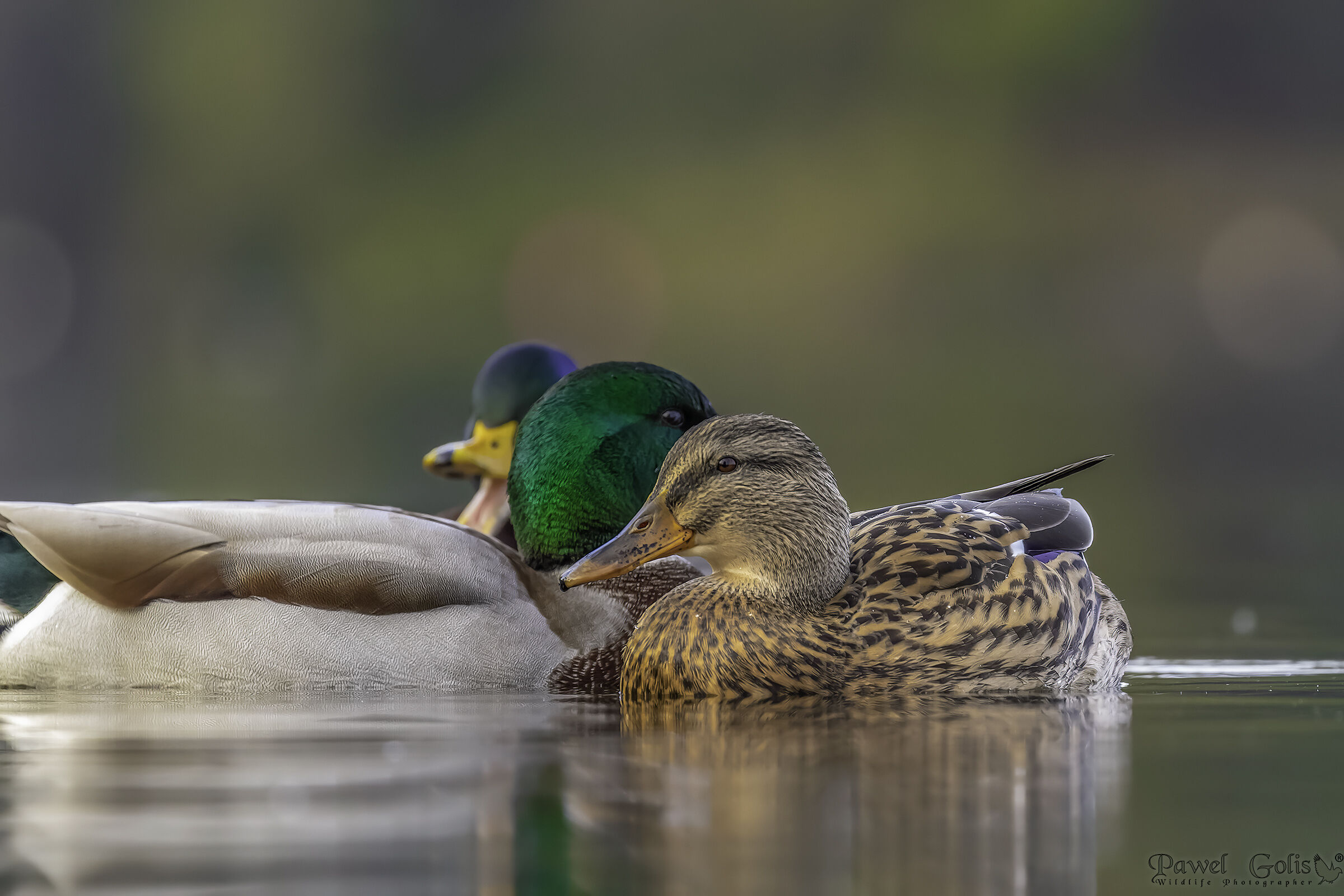Germano reale (Anas platyrhynchos)