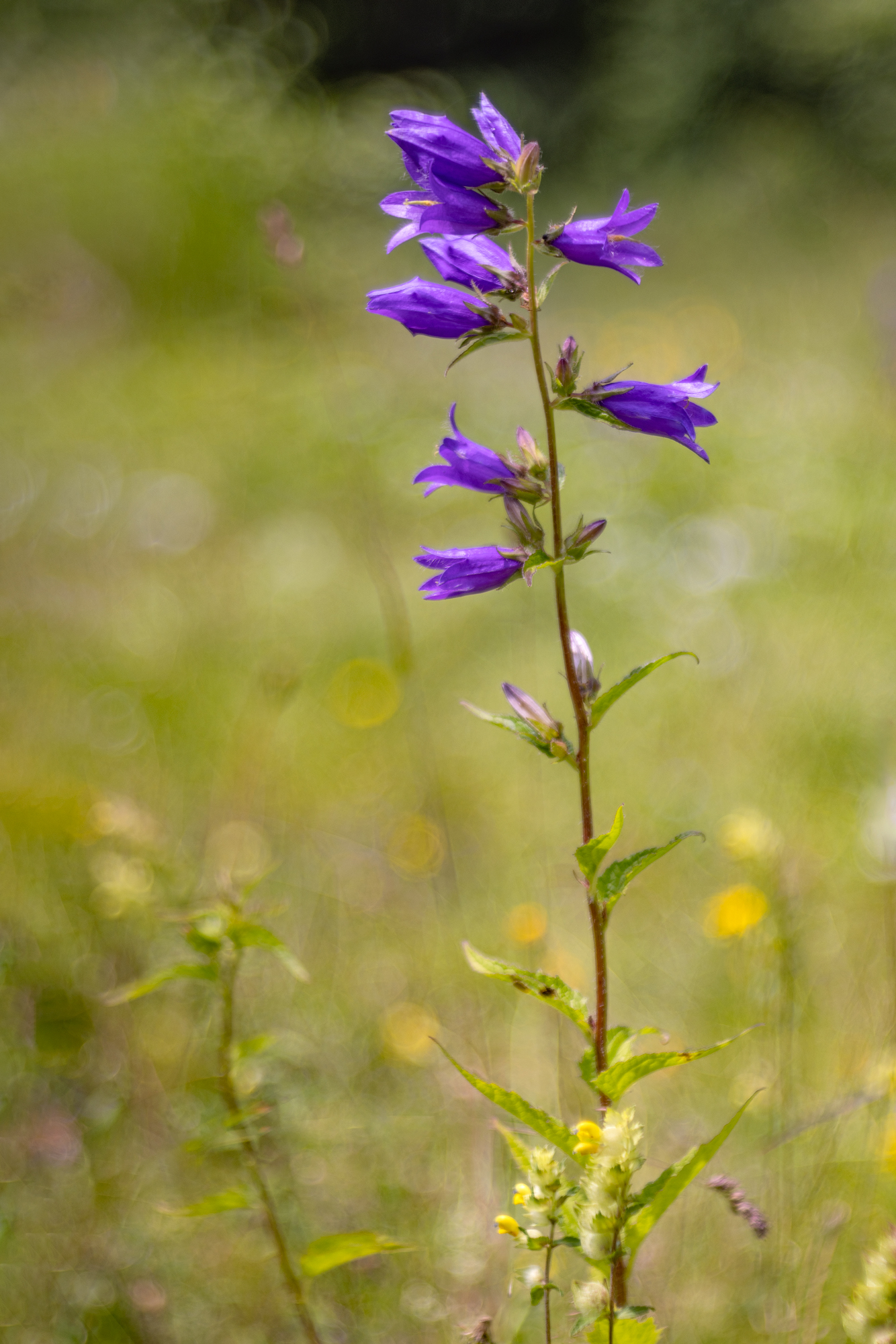 Campanula