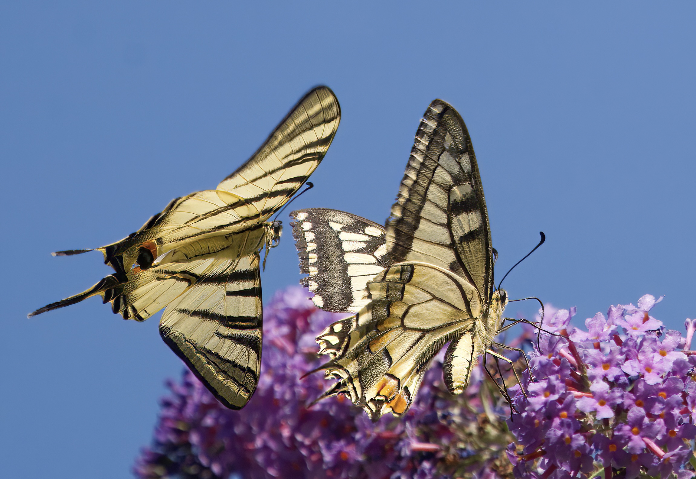 Chi è la più bella ?