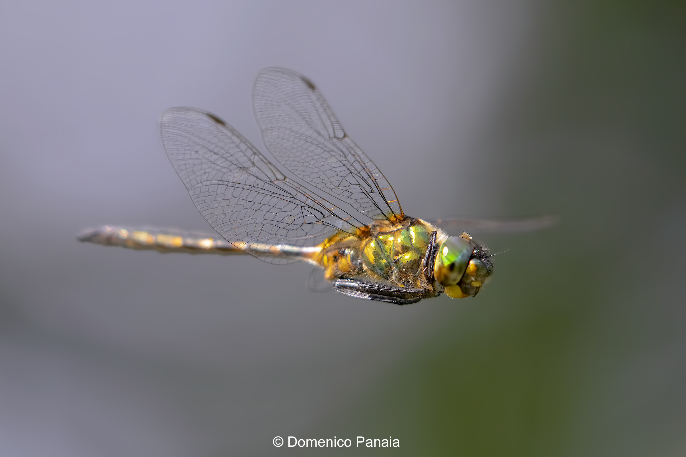 somatochlora flavomaculata