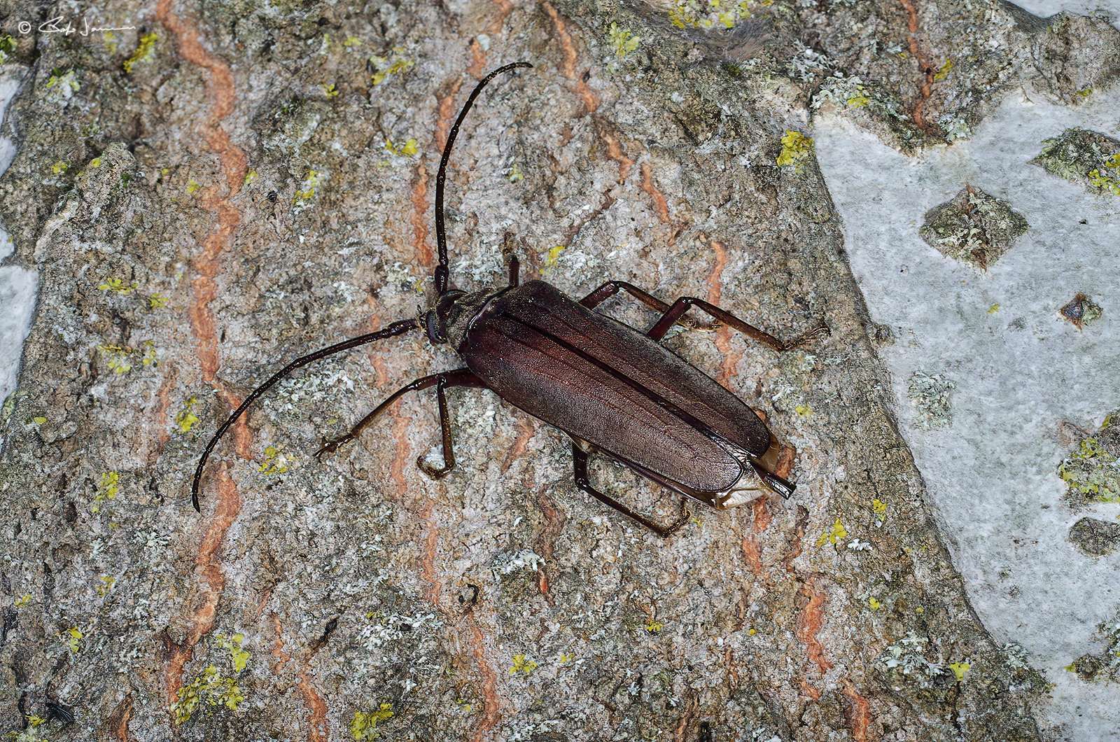 Aegosoma scabricorne femmina (cerambicidae)