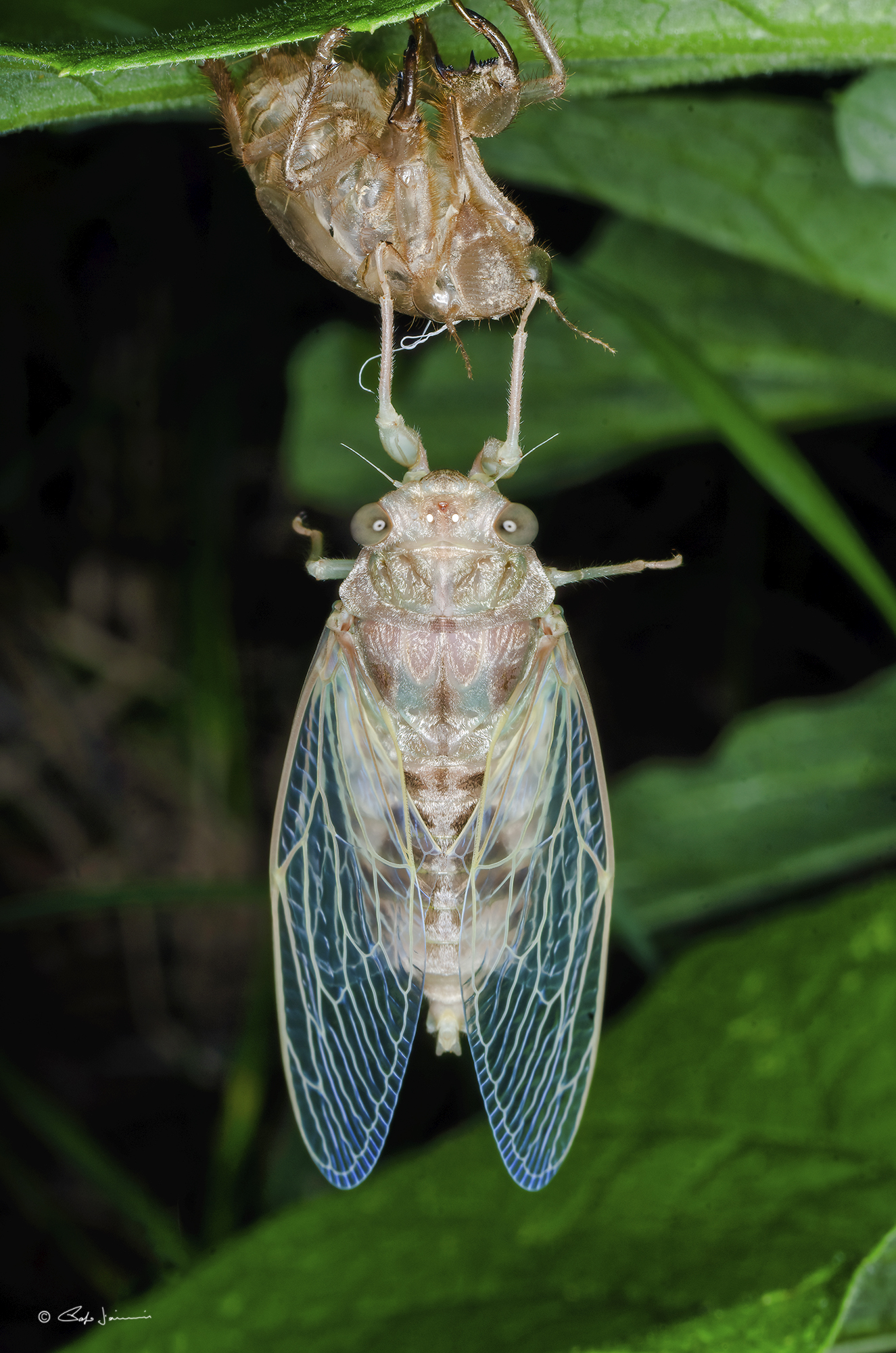 CIcala appena uscita dall'esuvia