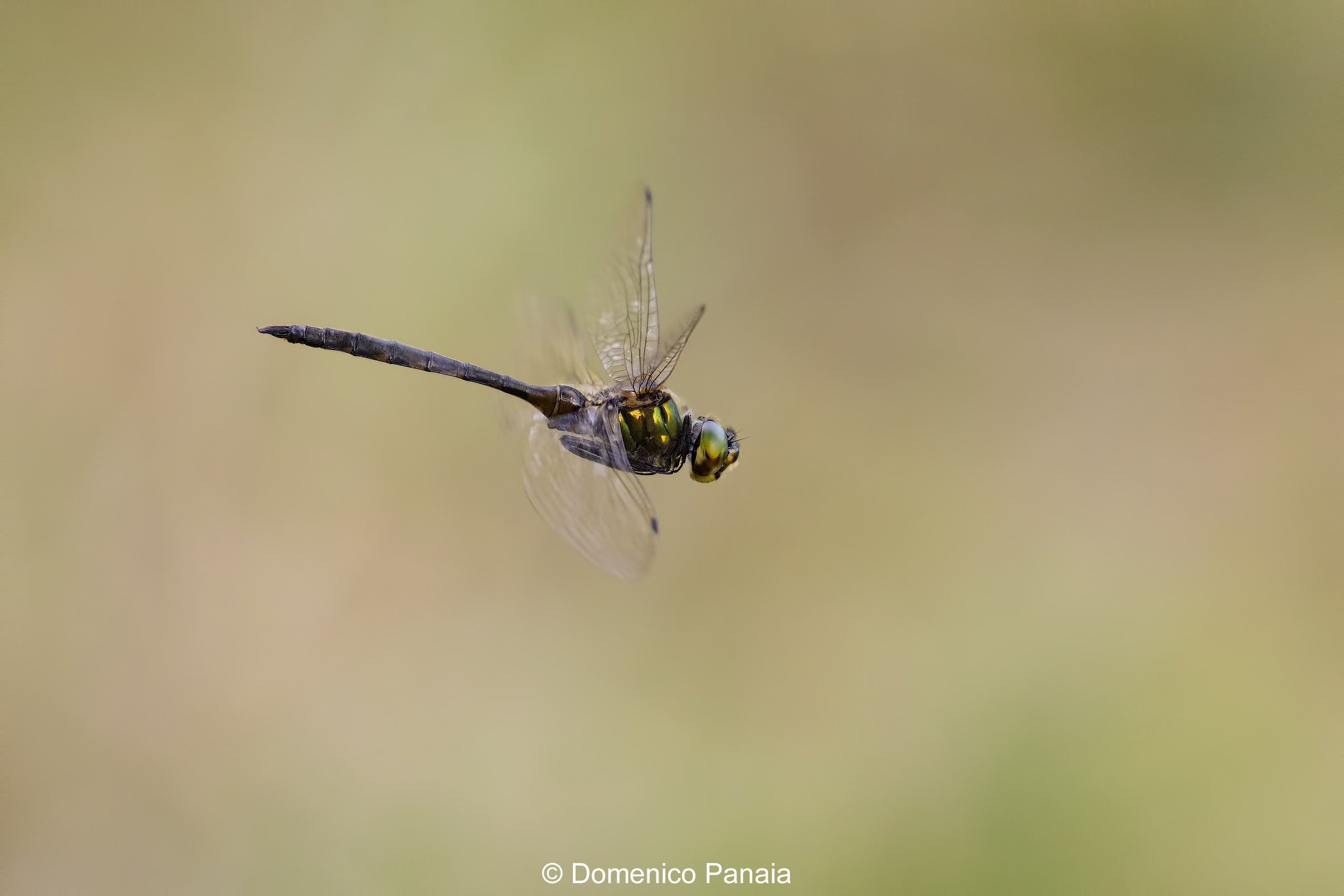 somatochlora flavomaculata