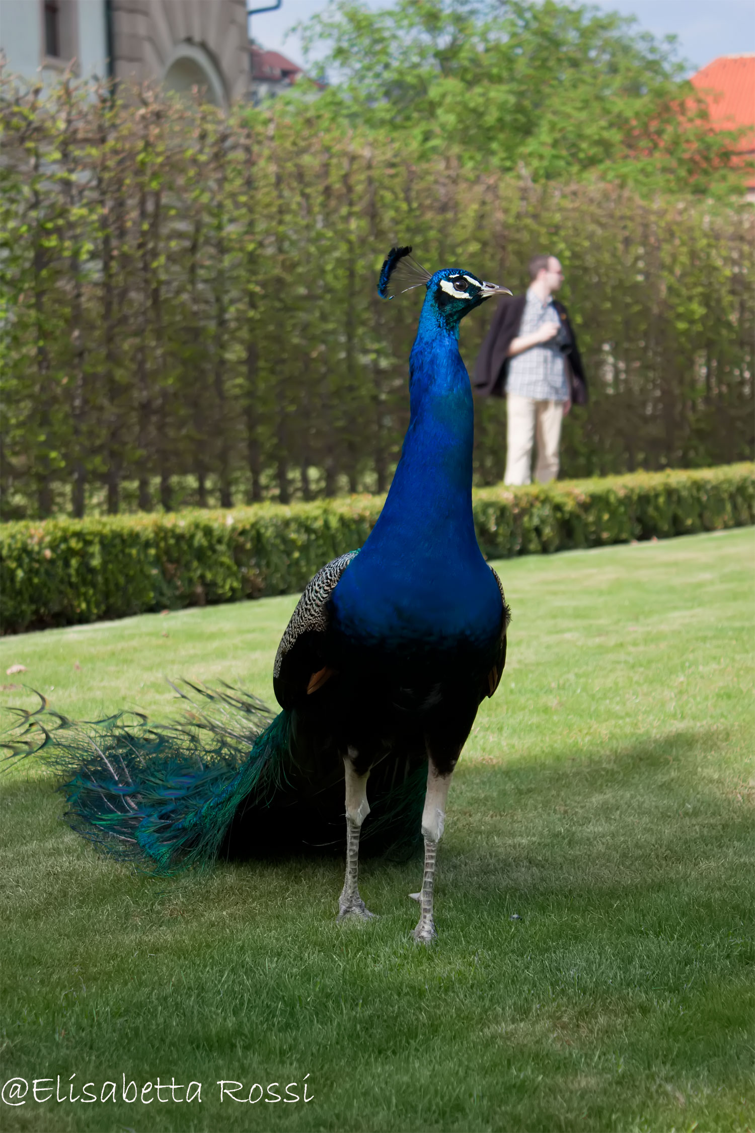 Peacock