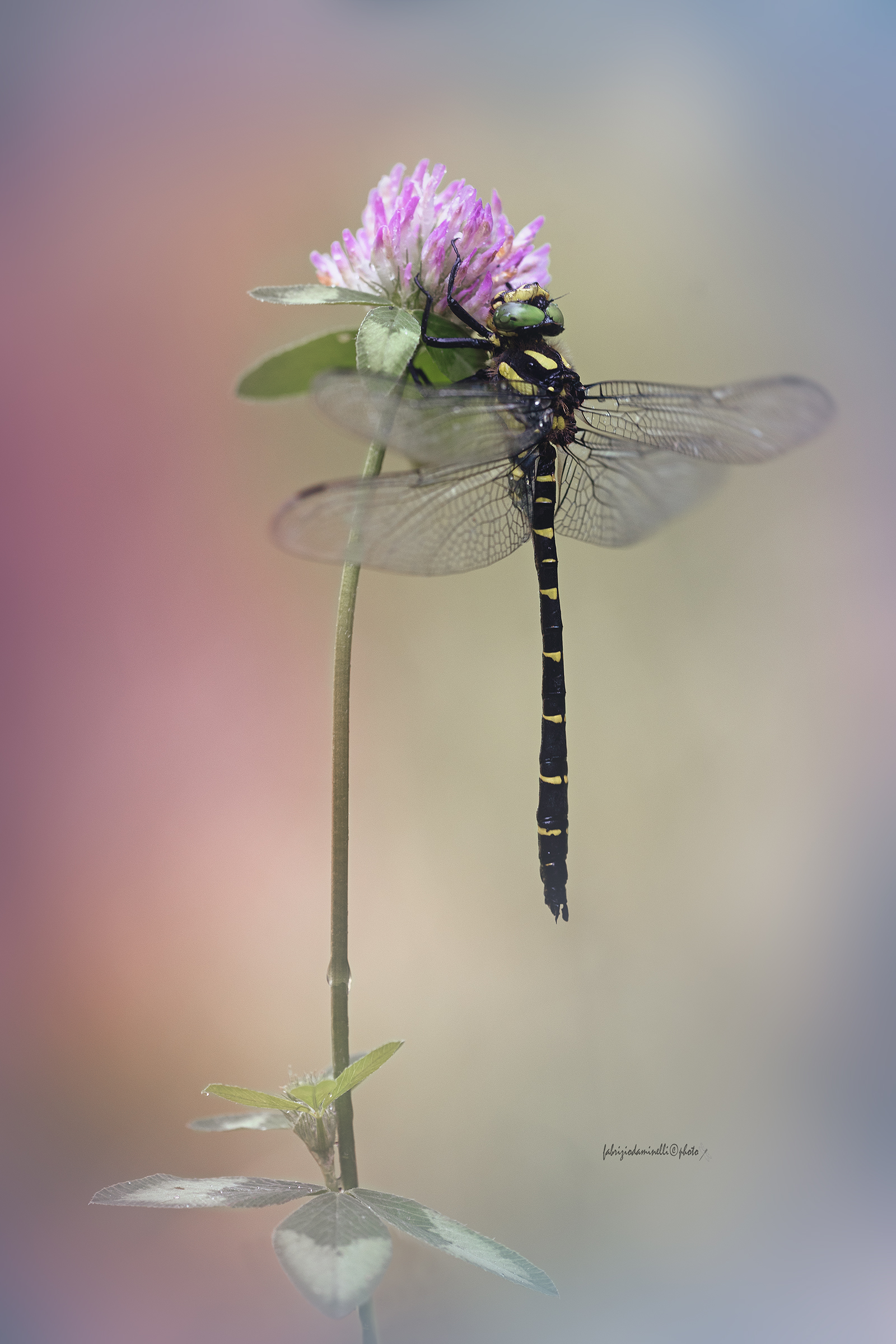 Cordulegaster bidentata