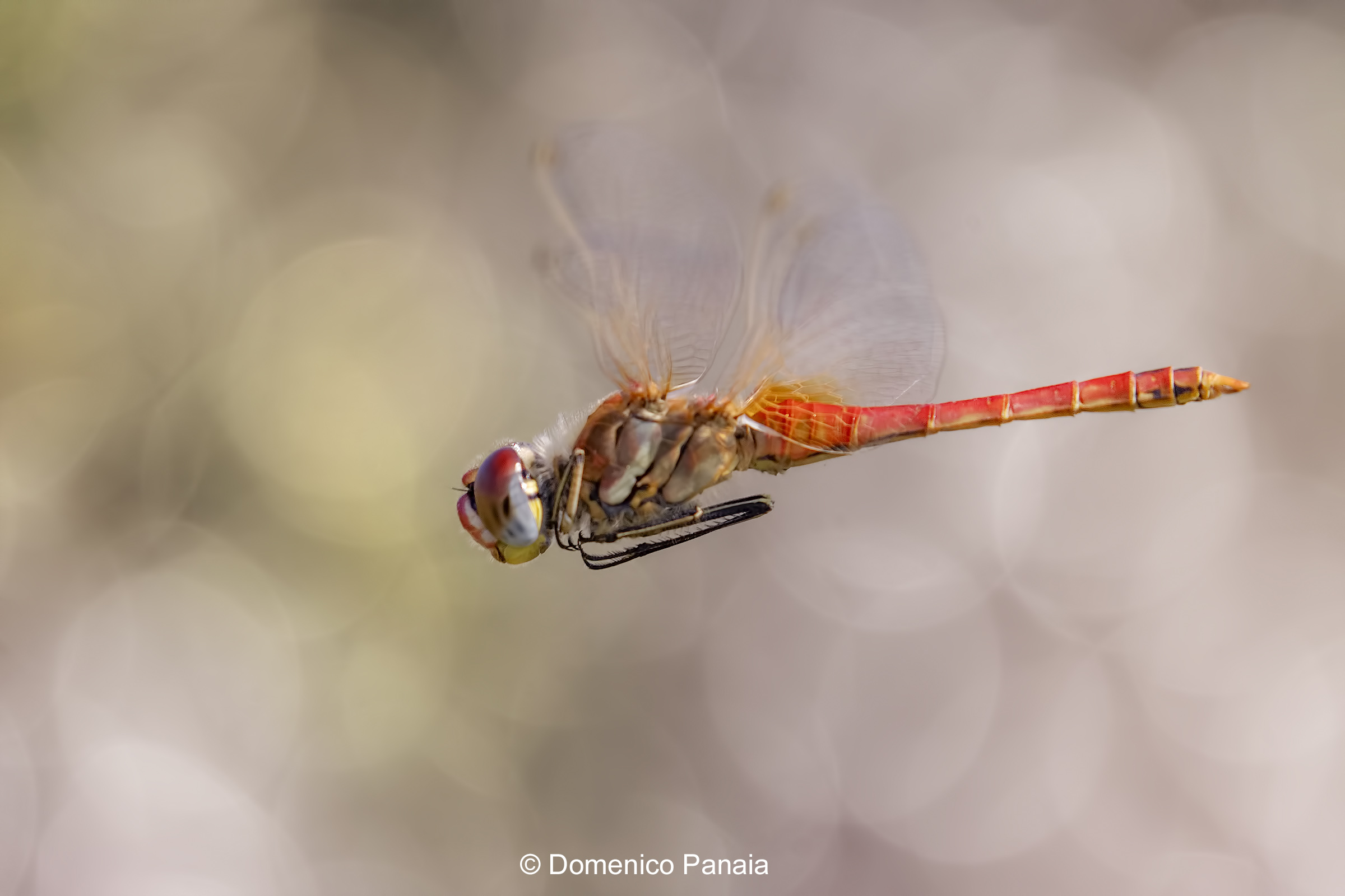 Sympetrum Fonscolombii