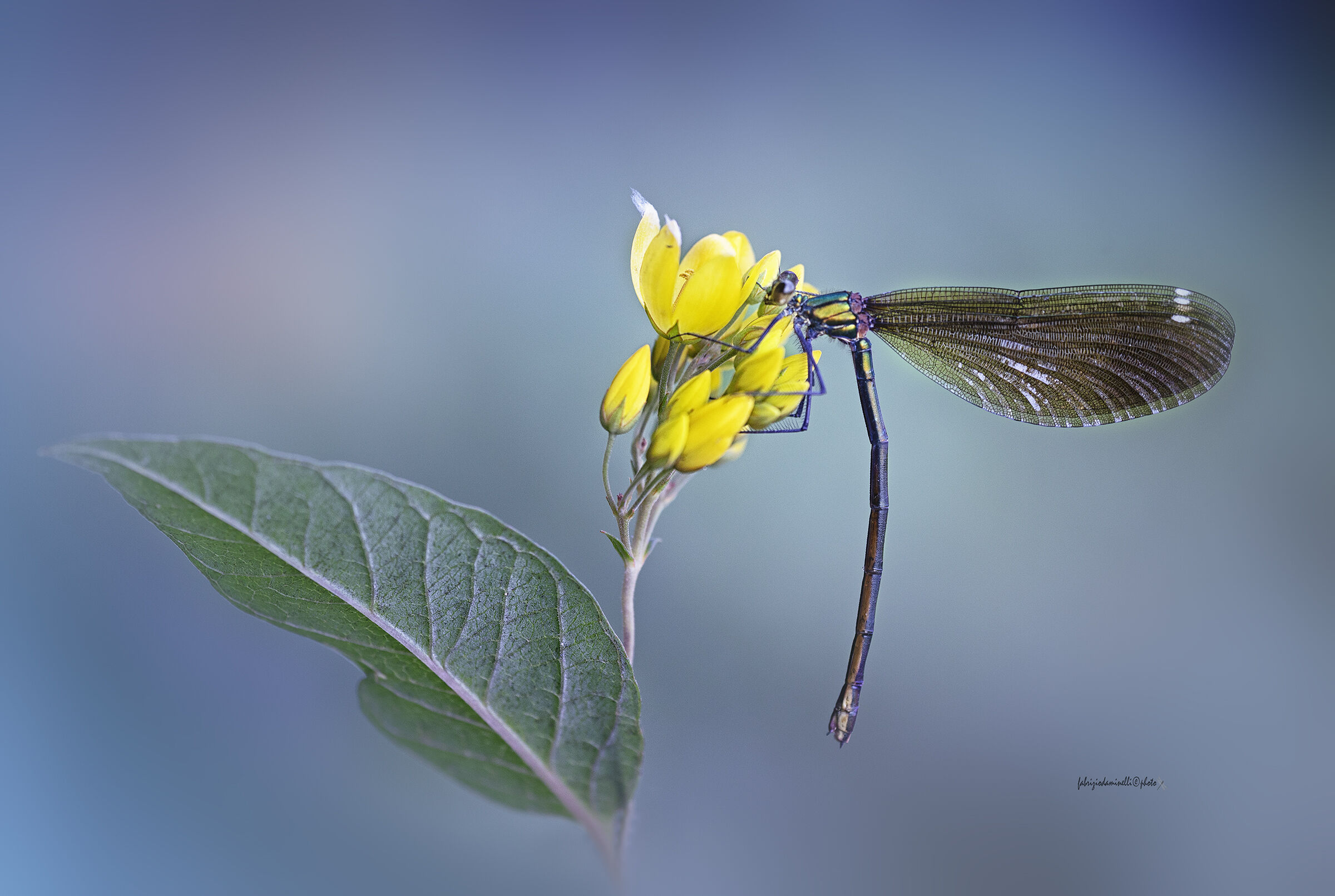Calopteryx virgo - Beautiful Demoiselle