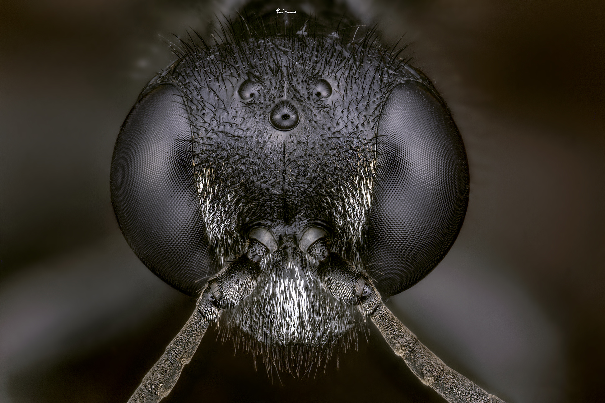 Hymenoptera